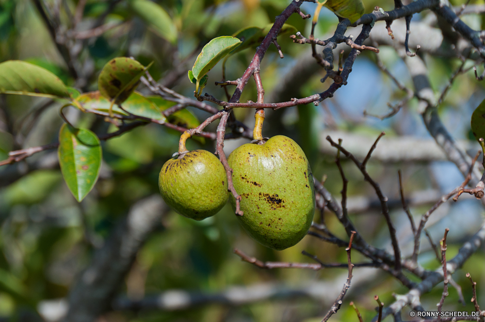 Everglades National Park Obst Essbare Früchte Zitrus Essen Baum Zitrone frisch gesund Blatt zu produzieren Landwirtschaft Ernährung reif Birne Ernährung Branch Vitamin Walnuss Bio Pflanze natürliche saftige frische Luft gelb Gesundheit edible nut lecker Früchte woody plant Nut süß Saft Orange Blätter köstliche Farbe Birnen Wachstum Herbst Essen Sommer Essen Schließen Roh Passionsfrucht Garten Lime closeup vascular plant Landbau Ernte Samen Zutat Vitamine Apfel Snack Tropischer Obstgarten Vegetarier Ernte fallen einzelne nass Bauernhof saure saisonale Objekt Zitrone marmalade tree Olive Hängende Wasser Lebensstil Feinschmecker wachsen Trinken lebendige hell hängen Saison Zweige wachsende Regen eine Diät erfrischend Guave Dessert Himmel fruit edible fruit citrus food tree lemon fresh healthy leaf produce agriculture diet ripe pear nutrition branch vitamin walnut organic plant natural juicy freshness yellow health edible nut tasty fruits woody plant nut sweet juice orange leaves delicious color pears growth autumn eat summer eating close raw passion fruit garden lime closeup vascular plant farming harvest seed ingredient vitamins apple snack tropical orchard vegetarian crop fall single wet farm sour seasonal object citron marmalade tree olive hanging water lifestyle gourmet grow drink vibrant bright hang season branches growing rain dieting refreshment guava dessert sky