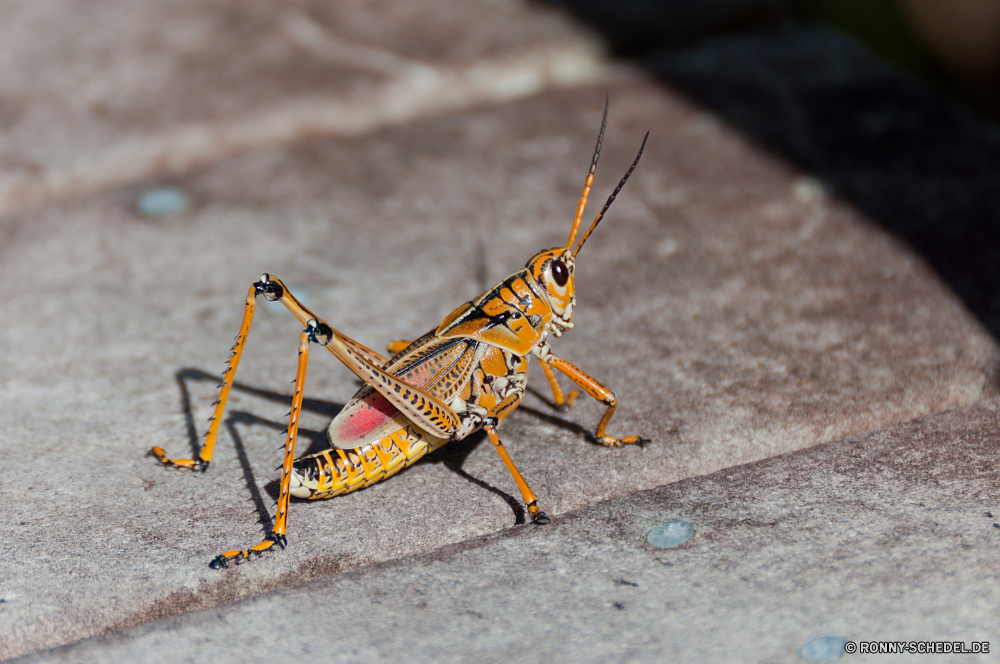 Everglades National Park Heuschrecke Insekt Gliederfüßer Wirbellose Kricket Tier Fehler Schließen Wildtiere Antenne Blatt fliegen Auge Flügel Käfer natürliche Raubtier Flügel schwarz Tiere Wild Farbe Bein Detail Beine closeup Pest gruselig Tierwelt Kopf Braun Sommer Insekten Garten fliegen Entomologie Aggression Jagd beängstigend Pflanze stechen Klaue gelb Gefahr Orange giftige Angst Kreatur — Gras Biologie Augen im freien Ökologie Gift heftige giftig Biss Schmetterling Kampf Einsamkeit Wüste Haustier Erektile Skorpion Zangen Whitespace Tötung giftige Injektion von Angst und Schrecken versetzt bunte Organismus wütend Bedrohung Astrologie Frühling Sand Wald Leben Vorsicht sitzen Leben Informationen im freien Umgebung grasshopper insect arthropod invertebrate cricket animal bug close wildlife antenna leaf fly eye wing beetle natural predator wings black animals wild color leg detail legs closeup pest creepy fauna head brown summer insects garden flying entomology aggression hunting scary plant stinging claw yellow danger orange poisonous fear creature grass biology eyes outdoor ecology venom fierce toxic bite butterfly fight solitude desert pet erectile scorpion nippers whitespace killing venomous injecting terrified colorful organism furious threat astrology spring sand forest life caution sitting living details outdoors environment