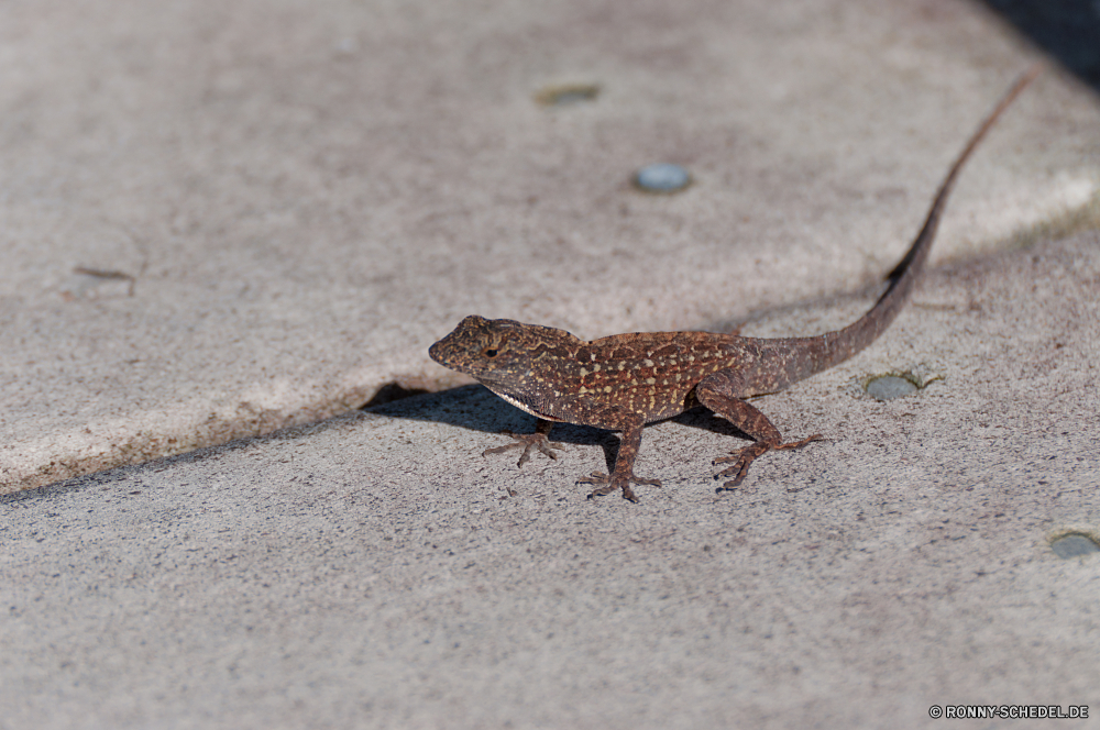 Everglades National Park Eidechse Reptil Wildtiere Wild Auge Haustier Skala Gecko Drache Kreatur — Schließen Tropischer Leguan Reptilien Tiere Wirbeltiere auf der Suche exotische im freien Alligator Eidechse closeup Baum Arten Branch Skalen gefährdet Zoo Erhaltung im freien Farbe Tarnung Schwanz Wüste Augen Braun u-s Textfreiraum Tierwelt Sand Fels Haut Gebänderte gecko Reptilien wildes Tier Felsen Blatt bunte Wilde Tiere ur Primitive Leopard Ökologie Park Gefahr gelb Eidechsen Terrarium Sauriers Dinosaurier Crawlen ein Tier Frosch Zoologie Wald Leben Raubtier außerhalb getupft Chamäleon Textur Kopf Mund natürliche lizard reptile wildlife wild eye pet scale gecko dragon creature close tropical iguana reptilian animals vertebrate looking exotic outdoors alligator lizard closeup tree species branch scales endangered zoo conservation outdoor color camouflage tail desert eyes brown u s copy space fauna sand rock skin banded gecko reptiles wild animal rocks leaf colorful wild animals primal primitive leopard ecology park danger yellow lizards terrarium saurian dinosaur crawling one animal frog zoology forest life predator outside spotted chameleon texture head mouth natural