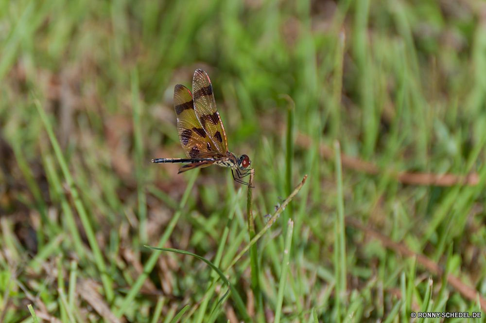 Everglades National Park Insekt Libelle Gliederfüßer fliegen Schmetterling Pflanze Kraut Blume Wespe Wildtiere Fehler Wirbellose Gras Flügel Garten Frühling gelb Tier Schließen Blatt Flügel bunte Orange Sommer vascular plant Wild Blumen blühen Flamme Wiese fliegen Blüte Farbe Braun Nektar im freien closeup Detail Tierwelt Weide natürliche Schmetterling (Nachtfalter) Monarch Antenne Auge Mimikry Scharlachrot Blütenstaub gesprenkelt Spinne Umgebung Heuschrecke schwarz Biologie Zitrone ziemlich Tiere Kleinheit Incarnadine aviate Behaarung Wasserrutsche Flit Absaugung blutrote Rötung Conduit Primel Weinrot Duct Flieger aber Elite Zitrone Kräuter Rouge Spule Posy Karmesinrot Insekten Premierminister blutig Aprikose Navigieren Kanal Seetang Bernstein Käfer im freien Rohr Licht Blut Biene Rohr zarte Blumen Feld Flora Raubtier Leben Saison hell Branch hocken mountain mint Native Kreatur — sitzen Rosa Blütenblatt Entomologie Hintern Tag Blüte Fütterung üppige Flug Kopf Arachnid Park einzelne noch Ökologie niedlich Baum insect dragonfly arthropod fly butterfly plant herb flower wasp wildlife bug invertebrate grass wings garden spring yellow animal close leaf wing colorful orange summer vascular plant wild blossom flame meadow flying bloom color brown nectar outdoors closeup detail fauna pasture natural moth monarch antenna eye mimicry scarlet pollen mottled spider environment grasshopper black biology lemon pretty animals littleness incarnadine aviate hairiness flume flit suction ruddy redness conduit primrose claret duct flier but elite citron herbage rouge spool posy crimson insects prime bloody apricot navigate channel seaweed amber beetle outdoor pipe light blood bee tube delicate flowers field flora predator life season bright branch perching mountain mint native creature sitting pink petal entomology butt day flowering feeding lush flight head arachnid park single still ecology cute tree