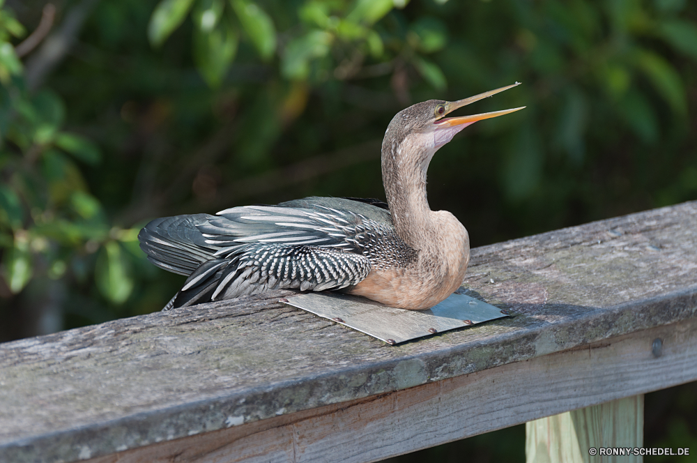 Everglades National Park Rohrdommel Reiher Vogel Schreitvogel aquatische Vogel Wildtiere Schnabel Federn Wild Feder Wasser Flügel Vögel Auge Flügel Tierwelt Rechnung Tiere See Vogelgrippe im freien Hals Fluss Ente schwarz fliegen Gefieder Baum Kopf Angeln Park Flug Wildnis stehende Meer Leben Geflügel Pelikan natürliche Erhaltung Porträt eine Schließen Zoo Teich groß fliegen im freien lange Wasservögel Feuchtgebiet waten Braun Lebensraum Küste Ornithologie Enten Schwanz einzelne Fisch allein Essen niedlich bunte Gras Reisen Sumpf bittern heron bird wading bird aquatic bird wildlife beak feathers wild feather water wings birds eye wing fauna bill animals lake avian outdoors neck river duck black fly plumage tree head fishing park flight wilderness standing sea life fowl pelican natural conservation portrait one close zoo pond great flying outdoor long waterfowl wetland wading brown habitat coast ornithology ducks tail single fish alone food cute colorful grass travel swamp