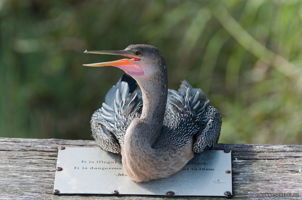 Everglades National Park Vogel Knochenhecht Wildtiere Pelikan Schnabel Wasser Federn Feder Wild Fisch Vögel Reiher Flügel Auge Rechnung Schlange Schnecke Angeln See Flügel Schneckenart Meer Wasser Schlange Tiere Zoo Mollusk Schließen Tierwelt Seevögel Ozean Vogelgrippe Red-breasted merganser Ente Hals fliegen im freien Kopf Wirbellose merganser Teich im freien stehende Reptil Pelikane Küste Gefieder Fluss groß Erhaltung Wildnis Strand Farbe Profil anzeigen: Kobra fliegen Porträt aquatische Vogel eine Braun closeup Meer-Ente Reiher Flug Tropischer Schwimmen Park natürliche Schreitvogel schwarz nass bird gar wildlife pelican beak water feathers feather wild fish birds heron wings eye bill snake slug fishing lake wing gastropod sea water snake animals zoo mollusk close fauna seabird ocean avian red-breasted merganser duck neck fly outdoor head invertebrate merganser pond outdoors standing reptile pelicans coast plumage river great conservation wilderness beach color profile cobra flying portrait aquatic bird one brown closeup sea duck egret flight tropical swimming park natural wading bird black wet