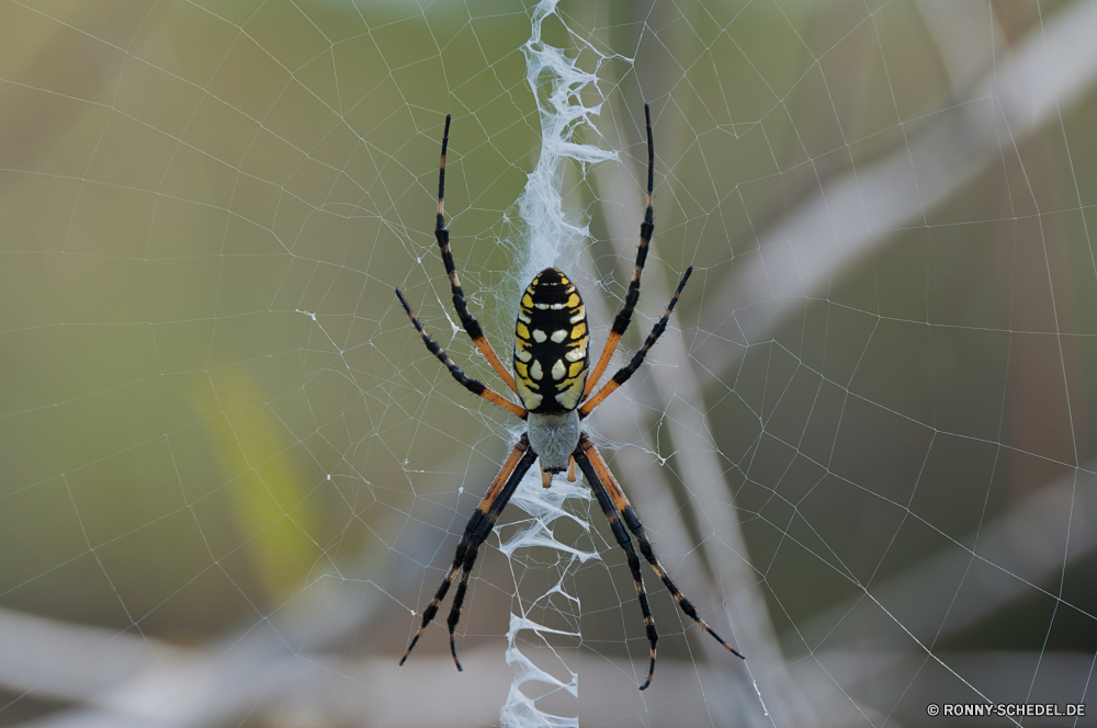 Everglades National Park schwarz und gold Gartenkreuzspinne Spinne Arachnid Gliederfüßer Gartenkreuzspinne Wirbellose Wildtiere Insekt Web Tier Muster Tiger Schließen schwarz Katze Wild Gefahr Raubtier Katzenartige Fehler Farbe Gestaltung Angst Zoo gelb Spinnennetz dunkel Himmel closeup Jäger bunte Dschungel Detail gefährliche Safari Spinnennetz NET- Beine Tropfen gestreift Wasser hell Säugetier Hintergründe Spinnenphobie giftige gruselig Katzen behaarte Fleischfresser beängstigend Streifen Tiere Textur natürliche Licht Nacht Phobie Tiger Trap Scheune-Spinne Braun glänzend black and gold garden spider spider arachnid arthropod garden spider invertebrate wildlife insect web animal pattern tiger close black cat wild danger predator feline bug color design fear zoo yellow cobweb dark sky closeup hunter colorful jungle detail dangerous safari spider web net legs drops striped water bright mammal backgrounds arachnophobia poisonous creepy cats hairy carnivore scary stripes animals texture natural light night phobia tigers trap barn spider brown shiny