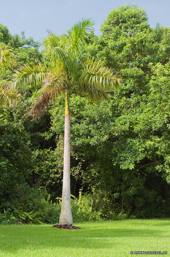 Everglades National Park Baum woody plant vascular plant Tropischer Pflanze Palm Wald Landschaft Sommer Kokosnuss Bäume Insel Dschungel Strand Himmel Paradies Belaubung Reisen im freien Urlaub Blatt Umgebung exotische sonnig Sand im freien Entspannen Sie sich natürliche Szenerie Klima Meer Sonne Tropen Holz üppige Branch Bewuchs Tourismus Sonnenlicht Wachstum Urlaub Ozean Blätter Tag Park idyllische Entspannung friedliche Küste Regen Wasser Gras Wendekreis Kofferraum Hölzer Resort Wolke außerhalb ruhige Farn landschaftlich Szene Pflanzen Frühling Ruhe Frieden hell bean tree Flora Handflächen frisch Lagune Landwirtschaft Türkis Wild Küste niemand Wolken Garten dichten grün Saison Bucht Ufer Feld Neu Licht Entwicklung des ländlichen Wildnis Tageslicht seelandschaft Sonnenschein Obst wachsen Mahagoni Horizont Bauernhof Fluss Berg silver tree tree woody plant vascular plant tropical plant palm forest landscape summer coconut trees island jungle beach sky paradise foliage travel outdoor vacation leaf environment exotic sunny sand outdoors relax natural scenery climate sea sun tropics wood lush branch vegetation tourism sunlight growth holiday ocean leaves day park idyllic relaxation peaceful coast rain water grass tropic trunk woods resort cloud outside tranquil fern scenic scene plants spring calm peace bright bean tree flora palms fresh lagoon agriculture turquoise wild coastline nobody clouds garden dense greenery season bay shore field new light rural wilderness daylight seascape sunshine fruit grow mahogany horizon farm river mountain silver tree