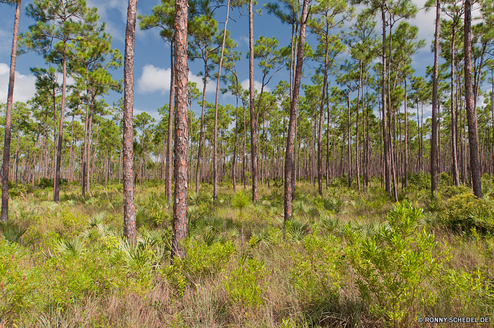 Everglades National Park Baum Wald woody plant vascular plant Landschaft Teakholz Pflanze Bäume Park Birke Holz Hölzer Gras Sommer im freien Kiefer Umgebung Branch Kofferraum Saison natürliche Belaubung Wildnis im freien Frühling Herbst Blatt Entwicklung des ländlichen Blätter Wild Szenerie Sonnenlicht Reisen landschaftlich Tag Land Licht Szene Himmel sonnig Rinde Berg Pfad Umwelt- Waldland Sonne fallen Sumpf üppige Berge See Landschaft ruhige am Morgen Flora Leben Bewuchs Bereich Wanderweg nationalen Farbe Zweige Wandern Land Pflanzen friedliche Schatten Fluss Wanderweg Vorbau niemand Neu Wasser bunte Feuchtgebiet Feld Frieden Moos Wachstum Nebel Landschaften wachsen Garten Ökologie Straße Bauernhof Wildtiere gelb Laubgehölze Schatten Stille Dschungel reservieren Eukalyptus kalt Einsamkeit Tanne ruhig Art und Weise Entspannen Sie sich frisch Erholung hell tree forest woody plant vascular plant landscape teak plant trees park birch wood woods grass summer outdoor pine environment branch trunk season natural foliage wilderness outdoors spring autumn leaf rural leaves wild scenery sunlight travel scenic day land light scene sky sunny bark mountain path environmental woodland sun fall swamp lush mountains lake countryside tranquil morning flora life vegetation area footpath national color branches hiking country plants peaceful shadow river trail stem nobody new water colorful wetland field peace moss growth fog scenics grow garden ecology road farm wildlife yellow deciduous shadows silence jungle reserve eucalyptus cold solitude fir quiet way relax fresh recreation bright