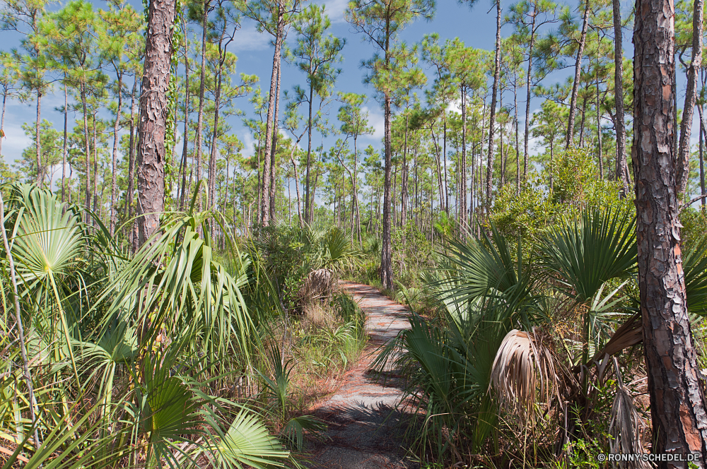 Everglades National Park Baum woody plant vascular plant Wald Pflanze Bäume Landschaft Umgebung Belaubung Tropischer Dschungel Park Gras Reisen im freien natürliche im freien Flora Holz Bewuchs Pflanzen üppige Hölzer Regen Sommer Kiefer Wasser Szenerie Garten Fluss landschaftlich Klima Farn Frühling Tag Blatt Pfad Entwicklung des ländlichen Wildnis Blätter Palm dichten ruhige Busch niemand Sumpf Land friedliche Insel Feld Himmel grün Tropen Wachstum Szene außerhalb Saison See Branch Moos Sonnenlicht Berg Feuchtgebiet Wanderweg Wandern Wild Bäumchen Land Tourismus nass idyllische Umwelt- Stein Farbe Ökologie Landschaft Licht Farne Feuchte Landwirtschaft Wanderweg Botanik Neu exotische Sonne tree woody plant vascular plant forest plant trees landscape environment foliage tropical jungle park grass travel outdoors natural outdoor flora wood vegetation plants lush woods rain summer pine water scenery garden river scenic climate fern spring day leaf path rural wilderness leaves palm dense tranquil bush nobody swamp country peaceful island field sky greenery tropics growth scene outside season lake branch moss sunlight mountain wetland trail hiking wild sapling land tourism wet idyllic environmental stone color ecology countryside light ferns humid agriculture footpath botany new exotic sun