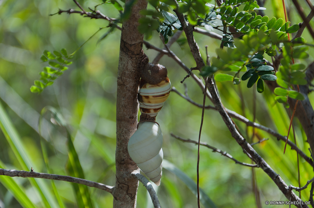 Everglades National Park Baum woody plant Branch Obst Pflanze vascular plant Blatt Blätter Essbare Früchte Wald bean tree Essen Tamarind Landwirtschaft natürliche Garten zu produzieren Wachstum Sommer Holz Tropischer frisch Park Zweige im freien Himmel Saison Belaubung gesund Bäume Schließen Landschaft Vogel Bauernhof Umgebung im freien Nashornkäfer Kakao reif gelb Herbst Wild Olive Banane Frühling Frieden Obstgarten Sonne sonnig Farbe Bio Kokosnuss Gesundheit Flora Sonnenlicht Mahagoni Feder Hölzer wachsende hell closeup Wildtiere Bewuchs Ernährung Feld frische Luft Braun fallen Bambus Entwicklung des ländlichen tree woody plant branch fruit plant vascular plant leaf leaves edible fruit forest bean tree food tamarind agriculture natural garden produce growth summer wood tropical fresh park branches outdoors sky season foliage healthy trees close landscape bird farm environment outdoor rhinoceros beetle cacao ripe yellow autumn wild olive banana spring peace orchard sun sunny color organic coconut health flora sunlight mahogany feather woods growing bright closeup wildlife vegetation nutrition field freshness brown fall bamboo rural