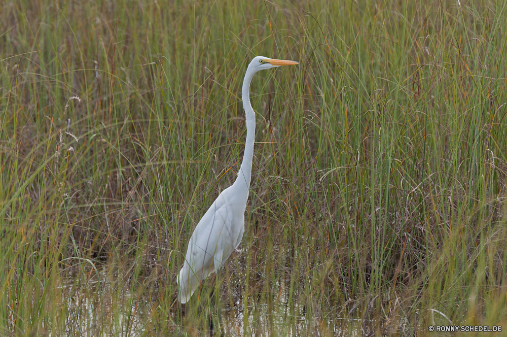 Everglades National Park Reiher Reiher Schreitvogel Vogel Wildtiere Wasser Schnabel aquatische Vogel Wild See Vögel Feder Tiere Federn Flügel Teich Fluss im freien groß Rechnung Park Pelikan Angeln stehende Reflexion im freien Flügel Landschaft Hals Auge Wildnis Storch Gefieder Vogelgrippe Gnade Strand Meer waten ruhige Flug Himmel natürliche fliegen Ruhe Tropischer Küste Tierwelt Baum Gras Kopf Ozean Reisen Szene Sumpf Zoo lange Sommer Fuß fliegen groß außerhalb Küste friedliche Feuchtgebiet Sumpf Jagd Wald Landschaften schwarz Ufer Fisch Frieden Kran nass der schleichende Schwan Barsch Herde reservieren Bewegung Schwimmen Erhaltung Beine eine Reinheit Farbe Entwicklung des ländlichen Leben egret heron wading bird bird wildlife water beak aquatic bird wild lake birds feather animals feathers wings pond river outdoors great bill park pelican fishing standing reflection outdoor wing landscape neck eye wilderness stork plumage avian grace beach sea wading tranquil flight sky natural fly calm tropical coast fauna tree grass head ocean travel scene swamp zoo long summer walking flying tall outside coastline peaceful wetland marsh hunting forest scenics black shore fish peace crane wet stalking swan perch flock reserve motion swimming conservation legs one purity color rural life