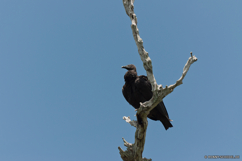 Everglades National Park Geier Vogel Wildtiere Baum Schnabel Himmel Federn Wild Tier Feder Flügel Branch Adler Flügel Raubtier Park Taube fliegen Vogelgrippe im freien Vögel Falke Freiheit Erhaltung schwarz Statue fliegen thront Beute Auge Flug Jäger im freien Bäume Zweige frei Schließen Umgebung Landschaft Gefieder Glatze Braun Toten Tag Winter Kopf See Weißkopfseeadler nationalen Pflanze Wald Meer Saison Reisen Tierwelt Schwanz Skulptur Stadt Denkmal Sonne Schnee Kite vulture bird wildlife tree beak sky feathers wild animal feather wings branch eagle wing predator park dove fly avian outdoors birds hawk freedom conservation black statue flying perched prey eye flight hunter outdoor trees branches free close environment landscape plumage bald brown dead day winter head lake bald eagle national plant forest sea season travel fauna tail sculpture city monument sun snow kite