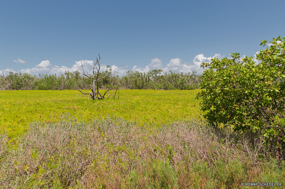 Everglades National Park Raps Senf Ölsaaten Feld Samen Kraut Wiese Landschaft Entwicklung des ländlichen Himmel Pflanze Gras Bauernhof Landwirtschaft Sommer Frühling Landschaft vascular plant Horizont Land gelb Wolke Wolken Obst Land Saison Blume Weide Sonne Blumen Landbau Szene sonnig Baum Rasen Umgebung Wetter Szenerie bewölkt außerhalb Ackerland im freien Ernte im freien landschaftlich Reiner idyllische Sonnenlicht natürliche klar Felder Tag hell wachsen Wolkengebilde Wachstum Vergewaltigung Blumen blühen bunte nicht Städtisches Grünland Raum Blüte Bäume Wald Farbe Landschaften Lea blühen Licht frisch Straße Himmel Frühling Floral Ernte Hügel Öl Weizen Herbst Bewuchs wachsende Garten Holz ruhige am Morgen Sonnenblume Blätter rapeseed mustard oilseed field seed herb meadow landscape rural sky plant grass farm agriculture summer spring countryside vascular plant horizon land yellow cloud clouds fruit country season flower pasture sun flowers farming scene sunny tree lawn environment weather scenery cloudy outside farmland outdoor crop outdoors scenic plain idyllic sunlight natural clear fields day bright grow cloudscape growth rape blossom colorful non urban grassland space bloom trees forest color scenics lea blooming light fresh road heavens springtime floral harvest hill oil wheat autumn vegetation growing garden wood tranquil morning sunflower leaves