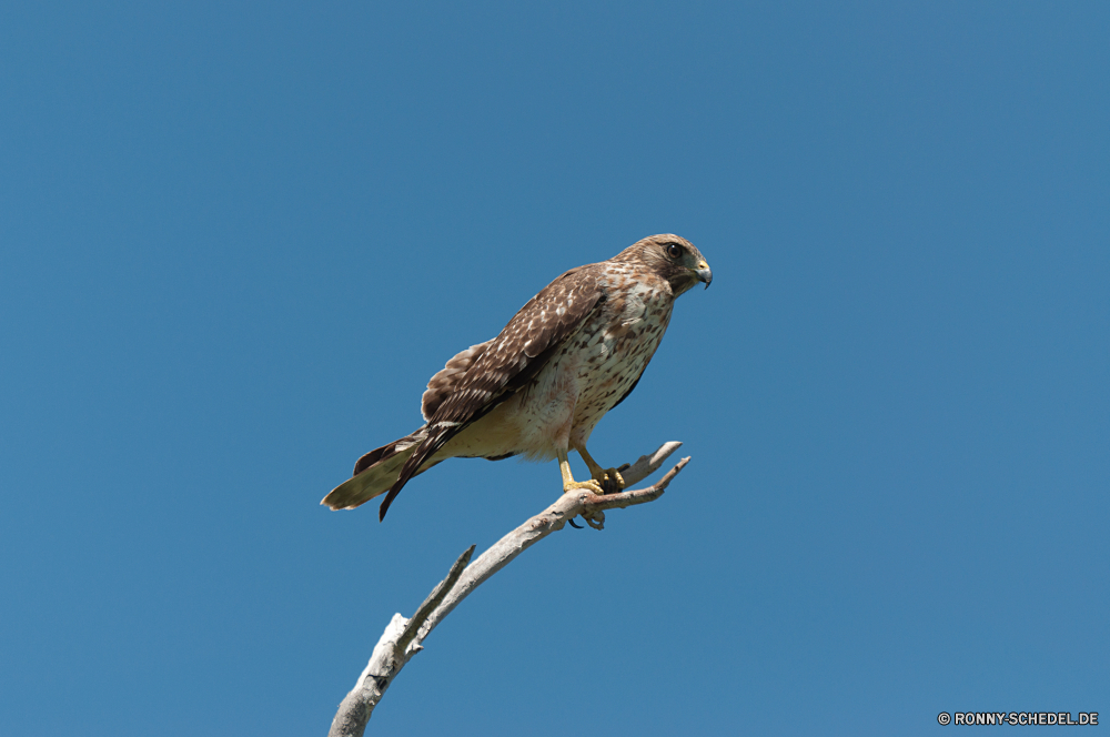 Everglades National Park Falke Falke Vogel Kite Wildtiere Schnabel bird of prey Feder Flügel Wild Federn Sperling Auge Wirbeltiere Flügel Braun Taube Raubtier Tier fliegen Vogelgrippe im freien Baum Vögel Flug Kopf Porträt sitzen Schließen wenig schwarz Beute Adler Zaunkönig Frühling Tiere Gefieder frei Umgebung thront Branch niedlich gerade Jäger Garten Leben Park Tierwelt Erhaltung closeup Augen Freiheit Ornithologie einzelne Rechnung Taube Himmel allein Singvogel hocken Körper stielaugen Schwanz gelb grau Detail Habichtartigen Gesicht Saison Winter Profil anzeigen: Gleichgewicht Frauen im fliegen Feld Mund eine Ökologie auf der Suche falcon hawk bird kite wildlife beak bird of prey feather wing wild feathers sparrow eye vertebrate wings brown dove predator animal fly avian outdoors tree birds flight head portrait sitting close little black prey eagle wren spring animals plumage free environment perched branch cute watching hunter garden life park fauna conservation closeup eyes freedom ornithology single bill pigeon sky alone songbird perching body stare tail yellow gray detail bird prey face season winter profile balance females flying field mouth one ecology looking