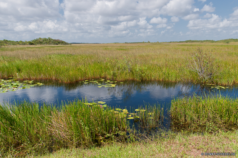 Everglades National Park Sumpf Feuchtgebiet Land See Landschaft Wasser Wald Himmel Fluss Reflexion Gras Baum Teich Sommer Bäume Park Entwicklung des ländlichen aquatische Umgebung im freien Pflanze Szenerie Reisen im freien Wolke Frühling Berg landschaftlich Wolken ruhige Saison natürliche sonnig Szene Wiese Feld Landschaft Hölzer Sonne Herbst Wildnis Horizont Land Farbe Holz Ufer Blatt Tourismus idyllische bunte Belaubung Ruhe Sumpf nationalen Tag am Morgen Sonnenlicht vascular plant klar Wild Berge Reed Küste Flora Atmosphäre gelb Landschaften Spiegel Erhaltung bewölkt friedliche Urlaub Gelände ruhig Stream gelassene Urlaub niemand Weide Sonnenuntergang Wolkengebilde Bereich hell Umwelt- Wetter Kraut Wildtiere reflektieren außerhalb Busch Norden Kiefer horizontale Rasen Kanal Körper des Wassers Rest Licht fallen Bank swamp wetland land lake landscape water forest sky river reflection grass tree pond summer trees park rural aquatic environment outdoor plant scenery travel outdoors cloud spring mountain scenic clouds tranquil season natural sunny scene meadow field countryside woods sun autumn wilderness horizon country color wood shore leaf tourism idyllic colorful foliage calm marsh national day morning sunlight vascular plant clear wild mountains reed coast flora atmosphere yellow scenics mirror conservation cloudy peaceful vacation terrain quiet stream serene vacations nobody willow sunset cloudscape area bright environmental weather herb wildlife reflect outside bush north pine horizontal lawn channel body of water rest light fall bank