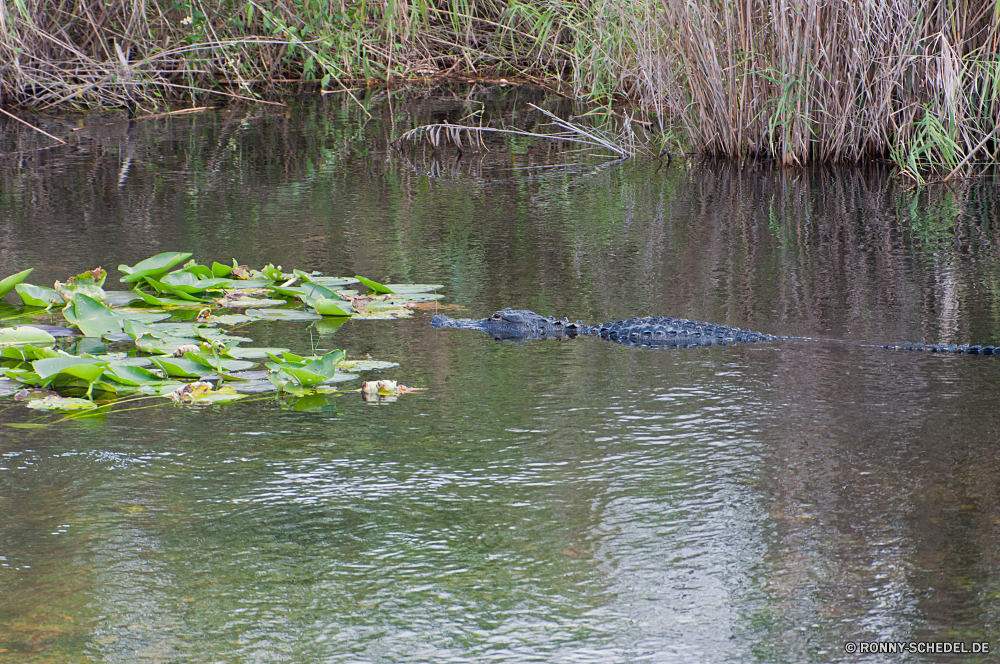 Everglades National Park Alligator Wasser See Fluss Wald Landschaft Reflexion Sumpf aquatische Baum Teich Gras Bäume Park Reptil Land Feuchtgebiet Pflanze Himmel Sommer im freien Entwicklung des ländlichen ruhige im freien Umgebung nass Stream natürliche Wild Szene Wildnis Frühling Wasser Schlange Reisen friedliche Wolken Wildtiere ruhig Landschaft Stein Blatt Berg landschaftlich Hölzer Erhaltung sonnig Ruhe Wasserfall Herbst Land gelassene Pflanzen Berge Belaubung Garten Frieden Schlange Fels Bewuchs Landschaften Saison fließende Holz Szenerie Wiese Vogel Sumpf Blätter Farbe üppige idyllische Feld Küste Sonnenlicht alligator water lake river forest landscape reflection swamp aquatic tree pond grass trees park reptile land wetland plant sky summer outdoors rural tranquil outdoor environment wet stream natural wild scene wilderness spring water snake travel peaceful clouds wildlife quiet countryside stone leaf mountain scenic woods conservation sunny calm waterfall autumn country serene plants mountains foliage garden peace snake rock vegetation scenics season flowing wood scenery meadow bird marsh leaves color lush idyllic field coast sunlight