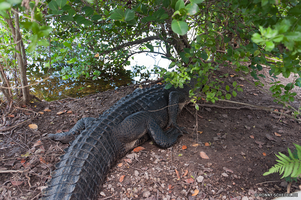 Everglades National Park Alligator Reptil Wildtiere Wild Krokodil Wasser gefährliche Raubtier Gefahr Fluss Mund Baum Haut Zoo Kopf Gras Zähne Tropischer natürliche Jäger Schließen Fleischfresser Auge Wildnis Detail Wald Skala Tierwelt Kreatur — Bewuchs Park Umgebung Kiefer Muster Schlange Fels Teich Augen Schale Reisen schwarz Schildkröte im freien alt Tiere Pflanze Leben Zahn Klima Erhaltung im freien Belaubung grau nass Meer alligator reptile wildlife wild crocodile water dangerous predator danger river mouth tree skin zoo head grass teeth tropical natural hunter close carnivore eye wilderness detail forest scale fauna creature vegetation park environment jaws pattern snake rock pond eyes shell travel black turtle outdoor old animals plant life tooth climate conservation outdoors foliage gray wet sea