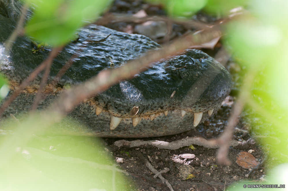 Everglades National Park Schildkröte Spinnennetz Reptil Sumpfschildkröte Web Wasser Schlange Schlange Mud turtle Trap Wildtiere Wasser Schließen langsam Wild Braun Amphibie Holz natürliche Schale Blatt Wald Auge Frosch Spinnennetz Pflanze im freien Stein nass closeup Steine Tiere Gras Blätter Garten Fluss Essen Baum Schnecke frisch Park Schildkröte Detail niedlich Augen Schnecke Bullfrog Productions Leben Eidechse Bewuchs aquatische turtle spider web reptile terrapin web water snake snake mud turtle trap wildlife water close slow wild brown amphibian wood natural shell leaf forest eye frog cobweb plant outdoors stone wet closeup stones animals grass leaves garden river food tree slug fresh park tortoise detail cute eyes snail bullfrog life lizard vegetation aquatic