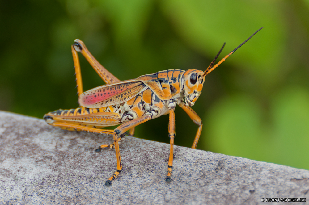 Everglades National Park Heuschrecke Insekt Gliederfüßer Kricket Wirbellose Schließen Fehler Tier Wildtiere Blatt Antenne fliegen Flügel Auge Käfer Flügel Wild closeup Bein Detail Sommer Beine Braun Tierwelt Kopf Garten Tiere Pest Schmetterling natürliche Pflanze Farbe schwarz Gras Entomologie Insekten fliegen gelb Heuschrecke Kreatur — Biologie sitzen Frühling im freien springen Informationen Blume einzelne Umgebung Trichter bunte Leben Saison Ökologie gruselig Baum Tropischer Fuß grasshopper insect arthropod cricket invertebrate close bug animal wildlife leaf antenna fly wing eye beetle wings wild closeup leg detail summer legs brown fauna head garden animals pest butterfly natural plant color black grass entomology insects flying yellow locust creature biology sitting spring outdoor jump details flower single environment hopper colorful life season ecology creepy tree tropical foot