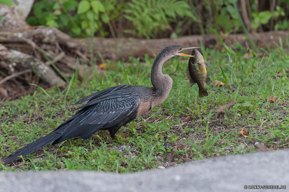 Everglades National Park Reiher Vogel Schreitvogel Blaureiher aquatische Vogel Wildtiere Schnabel Wild Wasser Feder Vögel Kran Flügel Federn Tiere Storch Flügel Park groß Auge Schlange Fluss im freien Rechnung Vogelgrippe natürliche schwarz See Hals Tierwelt Pelikan Tropischer Profil anzeigen: fliegen Gefieder Reptil nationalen Kopf Safari Angeln Erhaltung Reisen Baum Sumpf Reiher Strand Meer im freien Umgebung Rohrdommel lange Zoo Teich Gras Küste Süden Wildnis Schließen Feuchtgebiet waten stehende Leben Fuß Farbe Ozean grau reservieren Augen Flug Beine groß Osten Braun heron bird wading bird little blue heron aquatic bird wildlife beak wild water feather birds crane wing feathers animals stork wings park great eye snake river outdoors bill avian natural black lake neck fauna pelican tropical profile fly plumage reptile national head safari fishing conservation travel tree swamp egret beach sea outdoor environment bittern long zoo pond grass coastline south wilderness close wetland wading standing life walking color ocean gray reserve eyes flight legs tall east brown