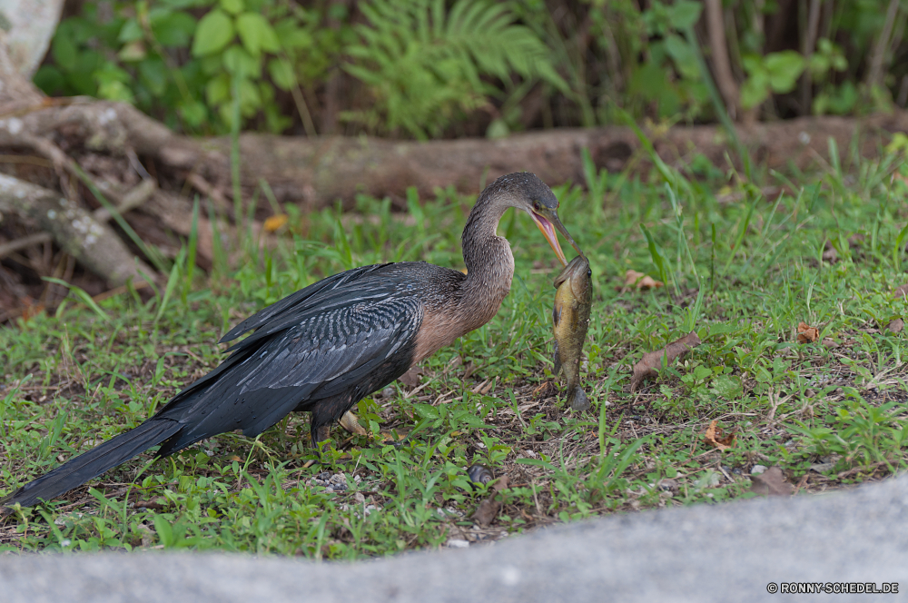 Everglades National Park Blaureiher Reiher Schreitvogel Vogel aquatische Vogel Wildtiere Schnabel Wild Feder Wasser Vögel Flügel Storch Federn Ibis Tiere schwarz Vogelgrippe natürliche Flügel Fluss Park im freien Pelikan See Auge Hals groß Profil anzeigen: Gefieder Baum Meer Rechnung fliegen Gras Leben Angeln im freien Reisen lange Strand Sumpf Kran Safari Süden Tropischer Kopf Schutz nationalen Umgebung Flug Erhaltung Küste Schließen Himmel Marabu Farbe stehende Teich Fuß Ozean Familie waten Geflügel Zoo Tierwelt Osten Landschaft Aufzuchtbecken Wildnis grau Sommer little blue heron heron wading bird bird aquatic bird wildlife beak wild feather water birds wing stork feathers ibis animals black avian natural wings river park outdoors pelican lake eye neck great profile plumage tree sea bill fly grass life fishing outdoor travel long beach swamp crane safari south tropical head protection national environment flight conservation coastline close sky marabou color standing pond walking ocean family wading fowl zoo fauna east landscape critter wilderness gray summer