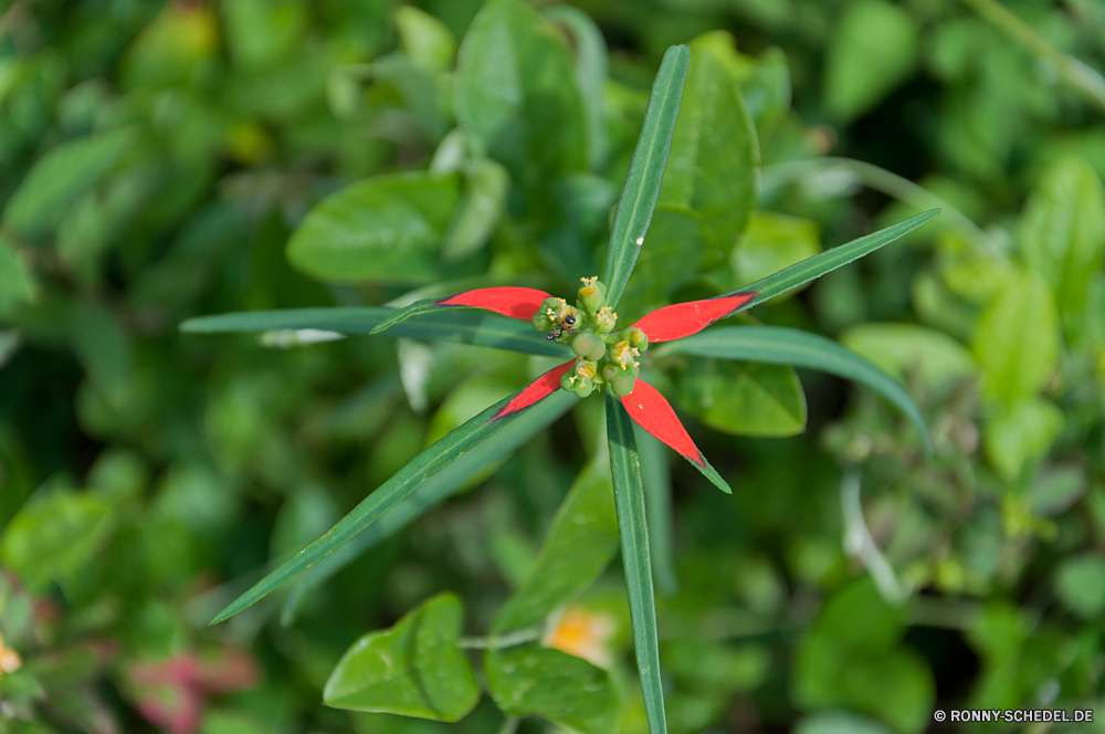 Florida Keys Pflanze vascular plant woody plant Kraut Strauch Blatt Baum Blätter Schließen scarlet pimpernel Umgebung Frühling Garten Wachstum pimpernel Leben Botanik Gartenarbeit Flora Blume natürliche Vorbau Insekt frisch Branch Bio frische Luft Saison Landwirtschaft Gras Farbe Belaubung white mangrove Sommer Busch Blütenblatt closeup Wald Erhaltung nass Zerbrechlichkeit Botanischer Umwelt- Dekoration Pflanzen Tau Blumen üppige Wasser Geschenk Urlaub Karte Knospe fliegen Multifunktionsleiste Stechpalme Wildtiere lebendige hell schwarz Stiel Essen Glück Tropischer Bogen Feld Samen Ökologie Neu Gemüse Drop Feier Entwicklung des ländlichen butcher's broom plant vascular plant woody plant herb shrub leaf tree leaves close scarlet pimpernel environment spring garden growth pimpernel life botany gardening flora flower natural stem insect fresh branch organic freshness season agriculture grass color foliage white mangrove summer bush petal closeup forest conservation wet fragility botanical environmental decoration plants dew flowers lush water gift holiday card bud fly ribbon holly wildlife vibrant bright black stalk food luck tropical bow field seed ecology new vegetable drop celebration rural butcher's broom