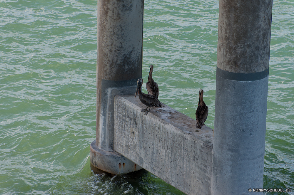 Florida Keys Seelöwe Wasser Boot Ohrenrobben Siegel See Meer Schwarzer Schwan Vogel Gondel Schwan Ozean Fluss Reisen Schiff Tourismus aquatische Vogel Urlaub Strand Sommer Angeln Himmel Schiff Landschaft Küste im freien Urlaub Wildtiere Anlegestelle Hafen instrument of punishment Wild Pelikan Insel Teich Architektur Tourist Leben Dock Vögel im freien landschaftlich Reflexion Wassersäugetier Bucht Aktien Sonne Ziel alt Verkehr Stadt Transport Park Nautik Gerät Ufer Handwerk Baum Ruhe ruhige Instrument Kanal Boote Marine Entspannen Sie sich Fischer Bäume Gebäude Segel Schnabel Szene gelassene Küste Fisch berühmte Holz aus Holz Urban Sand Menschen Flug Tropischer Wolken Entspannung Haus Resort natürliche Licht friedliche Wahrzeichen Sonnenuntergang Berg u-Boot sea lion water boat eared seal seal lake sea black swan bird gondola swan ocean river travel vessel tourism aquatic bird vacation beach summer fishing sky ship landscape coast outdoors holiday wildlife pier harbor instrument of punishment wild pelican island pond architecture tourist life dock birds outdoor scenic reflection aquatic mammal bay stocks sun destination old transport city transportation park nautical device shore craft tree calm tranquil instrument canal boats marine relax fisherman trees building sail beak scene serene coastline fish famous wood wooden urban sand people flight tropical clouds relaxation house resort natural light peaceful landmark sunset mountain submarine