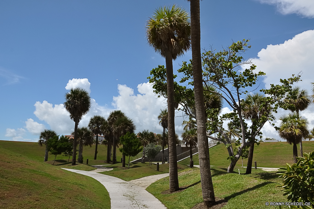 Miami Beach Yucca Strauch woody plant vascular plant Baum Pflanze Himmel Gras Landschaft Sommer Bäume Palm Frühling im freien cabbage tree Blume Reisen Garten Feld natürliche Tropischer Flora Landschaft Sonne Entwicklung des ländlichen landschaftlich Sand Szenerie im freien Meer Tourismus Wiese Park Wüste Wolken Kaktus Golf Urlaub Wachstum Herbst gelb sonnig Saison Umgebung Farbe Wald Löwenzahn Blatt Blumen blühen Wasser Ozean Horizont Kurs Szene Blüte trocken Holz Bauernhof Landwirtschaft Urlaub Rasen Strand Botanik hell Tag klar Wild niemand Wolke Landschaften Botanischer Wind Resort wachsen Schließen Licht friedliche Wetter fallen frisch Sonnenlicht Land Blätter yucca shrub woody plant vascular plant tree plant sky grass landscape summer trees palm spring outdoor cabbage tree flower travel garden field natural tropical flora countryside sun rural scenic sand scenery outdoors sea tourism meadow park desert clouds cactus golf vacation growth autumn yellow sunny season environment color forest dandelion leaf blossom water ocean horizon course scene bloom dry wood farm agriculture holiday lawn beach botany bright day clear wild nobody cloud scenics botanical wind resort grow close light peaceful weather fall fresh sunlight country leaves