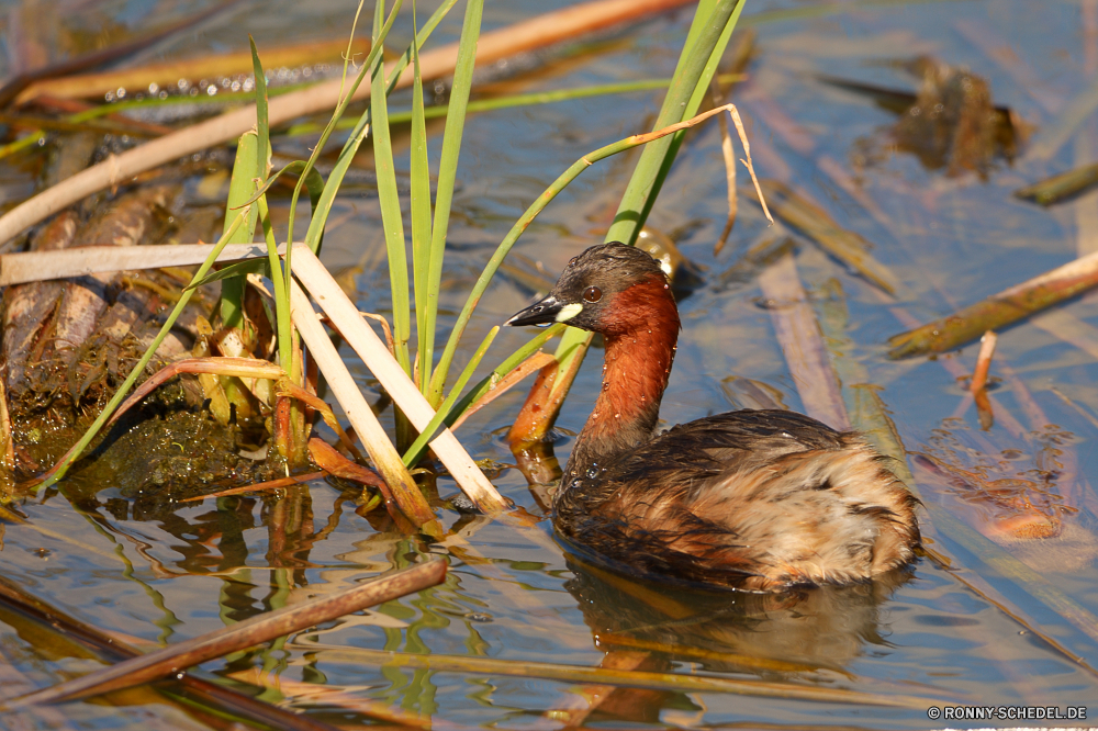  Schreitvogel aquatische Vogel Vogel Wildtiere Schnabel Wasser Pelikan Wild Feder Federn See Flügel Ibis Vögel Flügel Teich Ente Reiher Fluss Tiere Angeln Auge Rechnung Meer Schwimmen im freien Braun schwarz Vogelgrippe Ozean Rohrdommel Reflexion fliegen Leben Schwimmen natürliche Sumpf Tierwelt stehende Wildnis Sommer Tropischer Strand Kopf gelb im freien Stockente Küste Geflügel Hals Zoo Erhaltung Schließen Umgebung Pelikane Gras Marine Baum fliegen Fisch Park Landschaft Feuchtgebiet nass Ornithologie Enten Gefieder Seevögel Farbe Beine Süden eine Frühling wading bird aquatic bird bird wildlife beak water pelican wild feather feathers lake wing ibis birds wings pond duck heron river animals fishing eye bill sea swimming outdoors brown black avian ocean bittern reflection fly life swim natural swamp fauna standing wilderness summer tropical beach head yellow outdoor mallard coast fowl neck zoo conservation close environment pelicans grass marine tree flying fish park landscape wetland wet ornithology ducks plumage seabird color legs south one spring