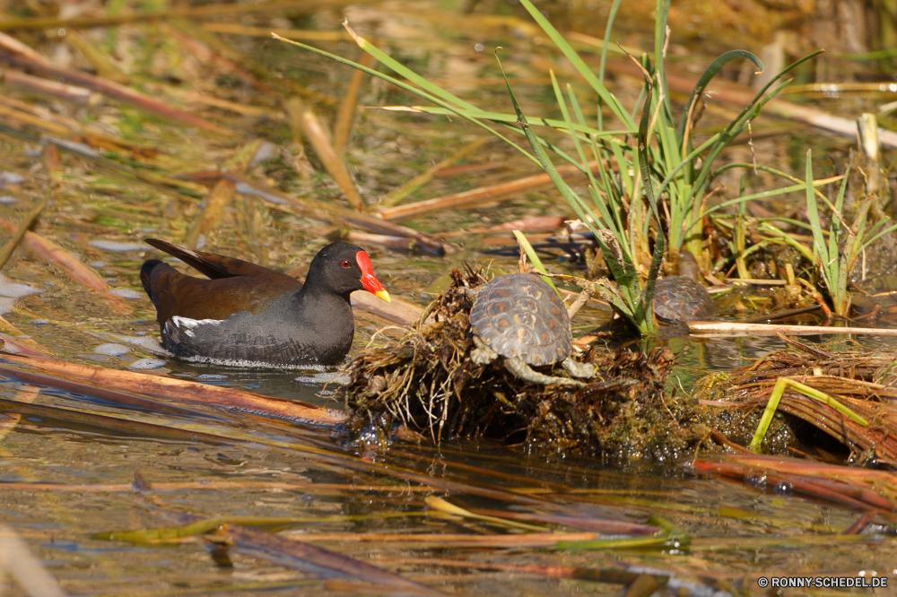  Vogel aquatische Vogel Wildtiere See Wasser Blässhuhn Wild Schnabel Feder Teich Ente Federn Vögel Schwimmen Fluss Schreitvogel Flügel schwarz Tiere Flügel Rechnung im freien Schwimmen Tierwelt Reflexion Erhaltung Enten Auge Stockente Vogelgrippe Braun Wasservögel Geflügel natürliche Gras Park Wildnis fliegen Lebensraum Umgebung im freien Sommer Frühling nass Flug stehende Meer Leben gelb Gefieder Hals Schließen fliegen Ruhe Landschaft Feuchtgebiet niedlich Herde Nest gemeinsame Safari Orange Kopf ruhige Farbe bunte Sceada bird aquatic bird wildlife lake water coot wild beak feather pond duck feathers birds swim river wading bird wing black animals wings bill outdoors swimming fauna reflection conservation ducks eye mallard avian brown waterfowl fowl natural grass park wilderness fly habitat environment outdoor summer spring wet flight standing sea life yellow plumage neck close flying calm landscape wetland cute flock nest common safari orange head tranquil color colorful drake