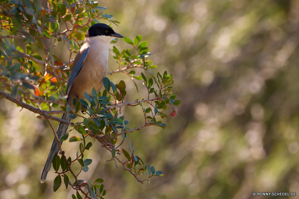  Vogel Nachtigall Wildtiere Drossel Feder Wild Schnabel Baum Flügel Branch Sperling Frühling Garten sitzen Federn im freien Auge Vögel Braun wenig Vogelgrippe niedlich Schließen Flügel schwarz Leben Saison Singvogel fliegen Jay Winter Kopf Ornithologie Tiere Park Waldsänger Tierwelt frei closeup natürliche Starling Flug TIT Gefieder Essen Zweig woody plant Umgebung Schwanz einzelne Wald Essen Essen Rechnung Strauch Farbe Vogelbeobachtung Schnee Fütterung gerade Detail hungrige Mund Meisen Freiheit thront Barsch Feed gelb ruhelosigkeit Gleichgewicht Männchen Porträt Feld Wirbeltiere geflügelte winzige vascular plant im freien Frauen im eine Finken grau bird nightingale wildlife thrush feather wild beak tree wing branch sparrow spring garden sitting feathers outdoors eye birds brown little avian cute close wings black life season songbird fly jay winter head ornithology animals park warbler fauna free closeup natural starling flight tit plumage eating twig woody plant environment tail single forest eat food bill shrub color birding snow feeding watching detail hungry mouth titmouse freedom perched perch feed yellow resting balance male portrait field vertebrate winged tiny vascular plant outdoor females one finch gray