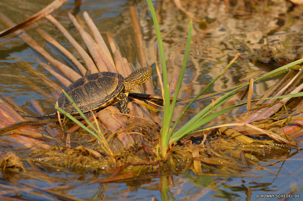  Krebse Gliederfüßer Krustentier Kricket Kokosnuss Insekt Wirbellose Baum Reptil Braun Pflanze Wasser Gold Wildtiere Blatt Dekoration Schildkröte Tier Umgebung Saison Holz gelb Essen im freien Schließen Wild Gras Golden traditionelle Wasser Schlange closeup Wald aquatische festlich exotische Neu Urlaub Meer schwarz Farbe dekorative Schlange natürliche Branch bunte Heuschrecke Fiedlerkrabbe Vogel Sommer crayfish arthropod crustacean cricket coconut insect invertebrate tree reptile brown plant water gold wildlife leaf decoration turtle animal environment season wood yellow food outdoors close wild grass golden traditional water snake closeup forest aquatic festive exotic new holiday sea black color decorative snake natural branch colorful grasshopper fiddler crab bird summer