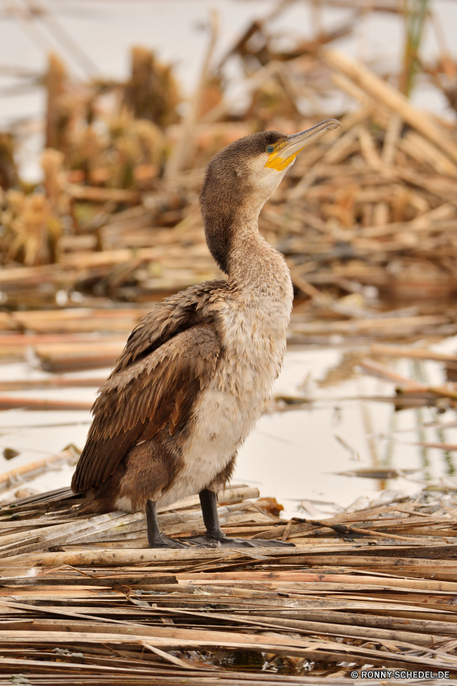  Vogel aquatische Vogel Schreitvogel Reiher Gans Rohrdommel Wildtiere Wasser Schnabel Wild Wasservögel Federn Feder Kran Flügel Pelikan See Vögel Flügel Tiere fliegen Teich Fluss Auge Vogelgrippe Rechnung fliegen Meer Braun Geflügel Ente im freien Flug natürliche schwarz Tierwelt Erhaltung Seevögel im freien Wildnis Gefieder Ozean Park Küchlein Angeln Reisen Strand Feuchtgebiet Kormoran Schwimmen groß Essen Reflexion Gänse Gras Safari Schwimmen Leben young bird Tropischer Hals gelb gefährdet stehende Ufer Zoo Profil anzeigen: Lebensraum Küste Umgebung Küste Tier Porträt bird aquatic bird wading bird heron goose bittern wildlife water beak wild waterfowl feathers feather crane wings pelican lake birds wing animals fly pond river eye avian bill flying sea brown fowl duck outdoors flight natural black fauna conservation seabird outdoor wilderness plumage ocean park nestling fishing travel beach wetland cormorant swimming great eating reflection geese grass safari swim life young bird tropical neck yellow endangered standing shore zoo profile habitat coastline environment coast animal portrait