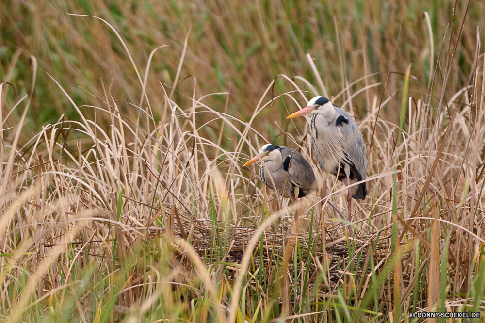  Vogel Wildtiere Weißstorch Kite Wild Schnabel Schreitvogel Falke Storch Feder aquatische Vogel Taube Flügel Federn fliegen Flügel im freien Vögel Flug Auge Tiere schwarz Vogelgrippe Rechnung Park Tierwelt Gras Raubtier Freiheit fliegen Nest Wasser Schließen Erhaltung im freien Himmel gelb Taube Beute Seevögel Baum Adler natürliche Trappen Braun Möwe Branch Porträt Leben Kopf Umgebung Gefieder Entwicklung des ländlichen Safari Meer sitzen frei Lebensraum Tag Sommer Jay Albatros Garten Landschaft nationalen Bauernhof bird wildlife white stork kite wild beak wading bird hawk stork feather aquatic bird dove wing feathers fly wings outdoors birds flight eye animals black avian bill park fauna grass predator freedom flying nest water close conservation outdoor sky yellow pigeon prey seabird tree eagle natural bustard brown gull branch portrait life head environment plumage rural safari sea sitting free habitat day summer jay albatross garden landscape national farm