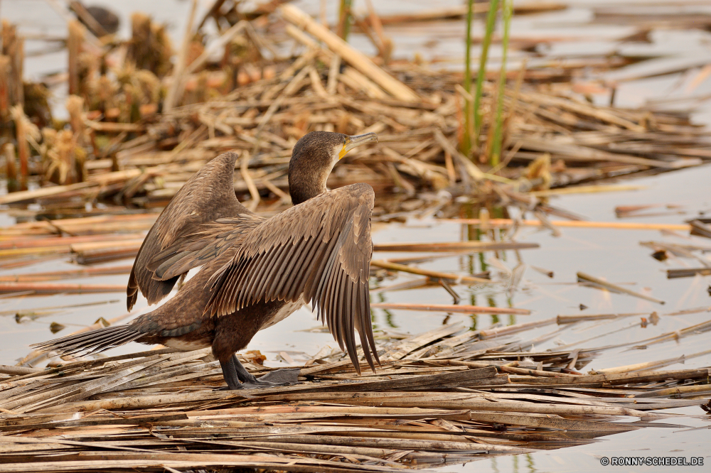  Vogel Gans Küchlein Wasservögel Wildtiere young bird aquatische Vogel Wild Junge Schnabel Feder Federn Wasser Tier Pelikan Flügel Ente See Flügel Vögel im freien Auge Braun Rohrdommel fliegen Tiere Reiher Schreitvogel fliegen Seevögel Meer Teich schwarz Schwimmen natürliche Rechnung Leben Organismus Stockente Gras Frühling Tierwelt Schwimmen Vogelgrippe Ozean Fluss Erhaltung gelb Geflügel Park Reflexion Sommer Kopf im freien Gänse Enten bunte Lebensraum gefährdet Flug niedlich Augen Sceada Umgebung Familie Ornithologie Adler Safari Schwanz Himmel Wildnis Ufer Schließen Küste bird goose nestling waterfowl wildlife young bird aquatic bird wild young beak feather feathers water animal pelican wing duck lake wings birds outdoors eye brown bittern fly animals heron wading bird flying seabird sea pond black swim natural bill life organism mallard grass spring fauna swimming avian ocean river conservation yellow fowl park reflection summer head outdoor geese ducks colorful habitat endangered flight cute eyes drake environment family ornithology eagle safari tail sky wilderness shore close coast