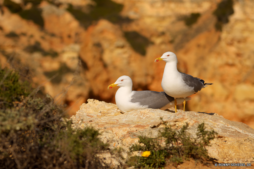  Albatros Möwe Seevögel Vogel coastal diving bird aquatische Vogel Möwe Wildtiere Schnabel Meer Feder Federn Flügel Flügel Wasser Ozean Wild fliegen Vögel Flug frei Strand Himmel natürliche Freiheit Küste fliegen im freien stehende Schließen Vogelgrippe Ufer Auge im freien Fels See Tiere Wasservögel auf der Suche Stein schwarz Möwen Verbreitung Park Frieden Papageitaucher gefiedert bunte Arktis Rechnung Kopf eine Umgebung Leben albatross gull seabird bird coastal diving bird aquatic bird seagull wildlife beak sea feather feathers wings wing water ocean wild fly birds flight free beach sky natural freedom coast flying outdoors standing close avian shore eye outdoor rock lake animals waterfowl looking stone black seagulls spread park peace puffin feathered colorful arctic bill head one environment life