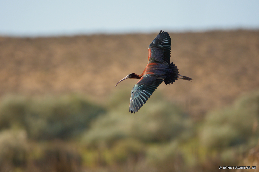  Vogel Kuckuck Wildtiere Ibis Schreitvogel fliegen fliegen Wild Flug aquatische Vogel Feder Schnabel Flügel Flügel Federn Himmel Biene-Esser frei Vogelgrippe Vögel Tiere Freiheit Wasser Tier Wirbeltiere schwarz Park Tierwelt Meer aufsteigend Baum Auge steigen Adler Erhaltung Farbe im freien Schließen Branch nationalen im freien Arten natürliche Gras Safari Reisen Fisch Braun Möwe bunte Möwe Leben Wolke gerade Tropischer groß Wind Ozean gelb Küste Storch bird cuckoo wildlife ibis wading bird fly flying wild flight aquatic bird feather beak wing wings feathers sky bee eater free avian birds animals freedom water animal vertebrate black park fauna sea soaring tree eye soar eagle conservation color outdoor close branch national outdoors species natural grass safari travel fish brown gull colorful seagull life cloud watching tropical great wind ocean yellow coast stork