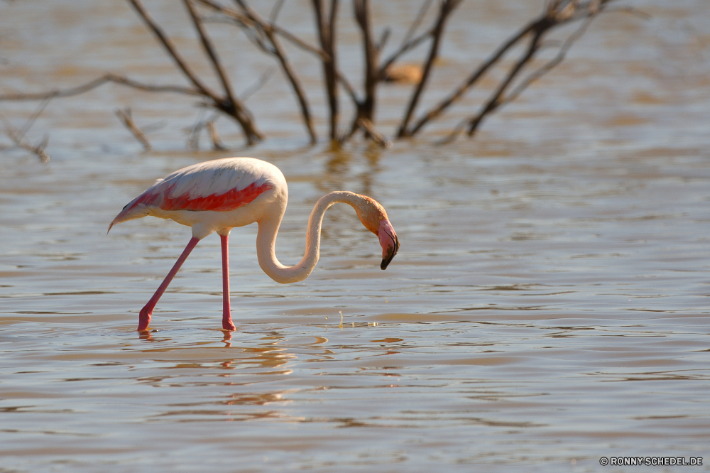  Flamingo Schreitvogel aquatische Vogel Vogel Wildtiere Wild Wasser Schnabel See Teich Reiher Vögel Feder Federn Tiere Reflexion Hals Flügel im freien Rosa lange stehende Park Fluss Landschaft Tropischer fliegen Herde natürliche Reiher Flug groß Flügel Orange im freien Zoo Strand Gruppe Reisen ruhige Leben Flamingos waten Vogelgrippe Gnade Meer Angeln Beine Farbe Sommer Gefieder Auge fliegen Safari Szene Wildnis Ufer Ruhe Ozean exotische Umgebung Jagd Gras Landschaften Osten nationalen Storch landschaftlich Feuchtgebiet Pelikan anmutige Tierwelt Bein Kopf groß Fisch Tier Tag flamingo wading bird aquatic bird bird wildlife wild water beak lake pond heron birds feather feathers animals reflection neck wings outdoors pink long standing park river landscape tropical fly flock natural egret flight great wing orange outdoor zoo beach group travel tranquil life flamingos wading avian grace sea fishing legs color summer plumage eye flying safari scene wilderness shore calm ocean exotic environment hunting grass scenics east national stork scenic wetland pelican graceful fauna leg head tall fish animal day