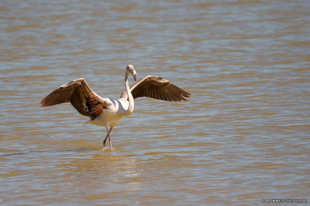  Vogel Schreitvogel aquatische Vogel Pelikan Wildtiere Reiher Reiher Wasser See Schnabel Wild Löffler Federn Kran Vögel Flügel Feder Seevögel Teich Fluss Flügel Flug Tiere fliegen Angeln Schwimmen Meer Tierwelt Rechnung Strand Park Zoo natürliche Reflexion Hals Tropischer fliegen im freien Ibis im freien Flamingo Landschaft Reisen Vogelgrippe Gnade ruhige Auge Leben stehende Gefieder Kopf Küste Ozean Gans Wildnis Sommer Rosa groß Wasservögel Fisch Freiheit Pelikane Gruppe Beine schwarz Storch waten Schwimmen Safari Szene Ufer lange nationalen Herde Jagd Farbe reservieren Marine Küste Osten Ruhe bird wading bird aquatic bird pelican wildlife heron egret water lake beak wild spoonbill feathers crane birds wings feather seabird pond river wing flight animals fly fishing swimming sea fauna bill beach park zoo natural reflection neck tropical flying outdoors ibis outdoor flamingo landscape travel avian grace tranquil eye life standing plumage head coast ocean goose wilderness summer pink great waterfowl fish freedom pelicans group legs black stork wading swim safari scene shore long national flock hunting color reserve marine coastline east calm