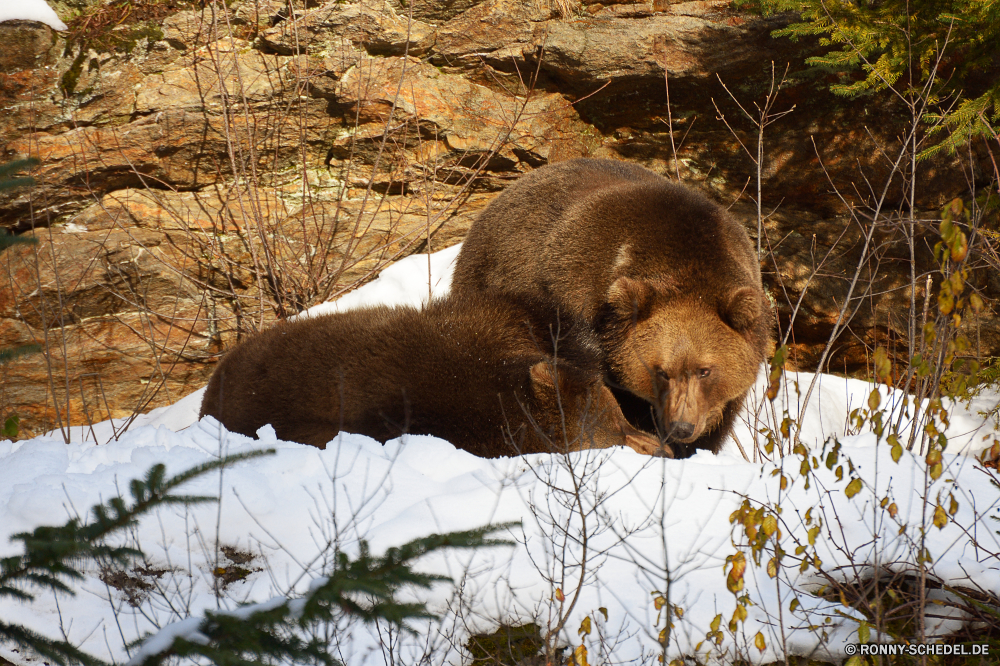 Nationalpark Bayerischer Wald Brauner Bär Bär Säugetier Wildtiere Wild Mungo Pelz Tiere Braun Raubtier Fischotter Zoo pelzigen Park Löwe Fleischfresser niedlich Wasser gefährliche Meer Tierwelt Safari Hund Schnurrhaare ruhelosigkeit Zähne Siegel Fels Hirsch Säugetiere Katze Nase Gras Reisen Schließen im freien reservieren Augen Gesicht Kopf Ozean Spiel aggressive Wald Porträt Baum im freien Mund Umgebung Haustier Gefahr Sonne Auge Haare brown bear bear mammal wildlife wild mongoose fur animals brown predator otter zoo furry park lion carnivore cute water dangerous sea fauna safari dog whiskers resting teeth seal rock deer mammals cat nose grass travel close outdoors reserve eyes face head ocean game aggressive forest portrait tree outdoor mouth environment pet danger sun eye hair