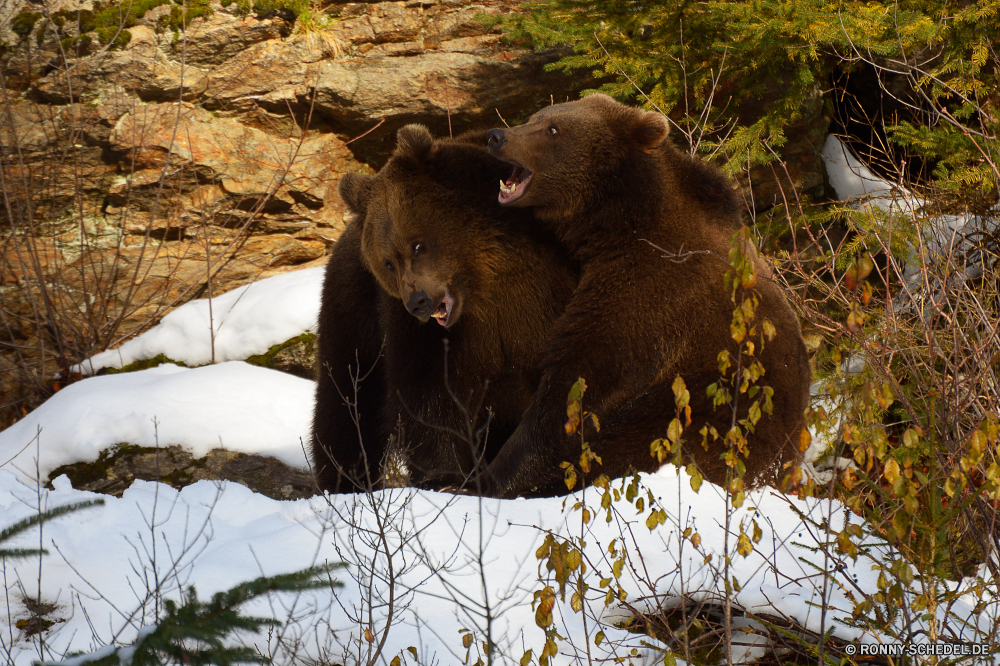 Nationalpark Bayerischer Wald Bär Säugetier Wild Wildtiere Brauner Bär Zoo Raubtier Pelz Braun Tiere Park Safari Gefahr gefährliche Zähne Wildnis Bestie gefährdet Dschungel Katze Affe pelzigen Primas Fleischfresser Tierwelt Baum Erhaltung nationalen reservieren niedlich starke Gesicht Affe Elefant Katzenartige Stier natürliche Gras Lebensraum im freien Wasser Gorilla Löwe Fels Männchen Orang-Utan leistungsstarke Wald Haare im freien Grizzly Fluss Pfote Jäger schwarz Süden Auge Schließen aggressive Talos IV – Tabu Jagd stehende Kofferraum Nase Stärke eine Umgebung auf der Suche bear mammal wild wildlife brown bear zoo predator fur brown animals park safari danger dangerous teeth wilderness beast endangered jungle cat ape furry primate carnivore fauna tree conservation national reserve cute strong face monkey elephant feline bull natural grass habitat outdoor water gorilla lion rock male orangutan powerful forest hair outdoors grizzly river paw hunter black south eye close aggressive menagerie hunt standing trunk nose strength one environment looking