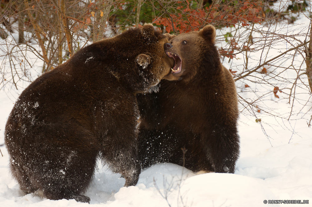 Nationalpark Bayerischer Wald Brauner Bär Bär Säugetier Wild Wildtiere Pelz Zoo Braun Tiere niedlich pelzigen Bestie Raubtier Säugetiere Park Zähne Gras Gesicht Haare Baum stehende Affe Gefahr gefährdet Fleischfresser Kopf Tierwelt Nase Primas Pfote gefährliche Affe Polar Schließen Bären Safari auf der Suche Mund natürliche Winter Feld schwarz Schnee Grizzly kuschelig Klaue Norden Erhaltung eine Wasser Bison Lebensraum Männchen Dschungel Porträt Augen im freien Hund Katze Wildnis Haustier inländische Auge wenig brown bear bear mammal wild wildlife fur zoo brown animals cute furry beast predator mammals park teeth grass face hair tree standing monkey danger endangered carnivore head fauna nose primate paw dangerous ape polar close bears safari looking mouth natural winter field black snow grizzly cuddly claw north conservation one water bison habitat male jungle portrait eyes outdoor dog cat wilderness pet domestic eye little