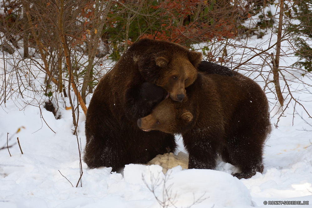 Nationalpark Bayerischer Wald Brauner Bär Bär Säugetier Wild Wildtiere Braun Apportierhund Park Pelz Hund sportliche Hund Schnee Tiere Zoo Winter Bison im freien Jagdhund Safari niedlich Wald Haustier Gefahr Wasser Gras pelzigen gefährliche Bestie Porträt Raubtier Bauernhof Hundeartige stehende Landschaft kalt schwarz Kopf nationalen inländische Gesicht Elefant eine Tierwelt ruhelosigkeit Zähne Baum Feld Fluss Entwicklung des ländlichen Haare Ohren außerhalb im freien liebenswert Stier Grizzly Rasse Sommer Nase Erhaltung Wildnis Stärke auf der Suche Spiel Leben brown bear bear mammal wild wildlife brown retriever park fur dog sporting dog snow animals zoo winter bison outdoors hunting dog safari cute forest pet danger water grass furry dangerous beast portrait predator farm canine standing landscape cold black head national domestic face elephant one fauna resting teeth tree field river rural hair ears outside outdoor adorable bull grizzly breed summer nose conservation wilderness strength looking game life