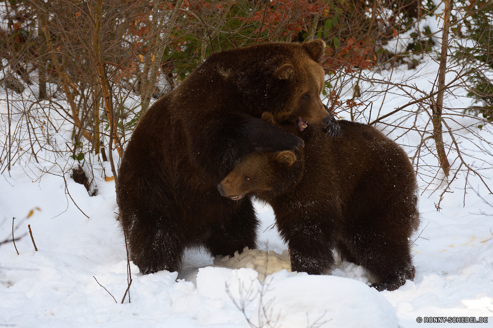 Nationalpark Bayerischer Wald Bär Säugetier Brauner Bär Wild Wildtiere Pelz Braun Tiere niedlich Zoo pelzigen Raubtier Gras Tierwelt Ohr Schnee Baum Gesicht Park schwarz Winter Bestie Pfote Zähne Augen Haustier inländische Bauernhof auf der Suche Haare Klaue stehende Katze Feld Gefahr Landwirtschaft Säugetiere Kätzchen Haustiere Leben Nase Teddy gefährliche Schließen Porträt liebenswert eine Lebensraum Auge wenig Koala Beuteltier Klauen stielaugen Mungo Wirbeltiere Rinder bear mammal brown bear wild wildlife fur brown animals cute zoo furry predator grass fauna ear snow tree face park black winter beast paw teeth eyes pet domestic farm looking hair claw standing cat field danger agriculture mammals kitten pets life nose teddy dangerous close portrait adorable one habitat eye little koala marsupial claws stare mongoose vertebrate cattle