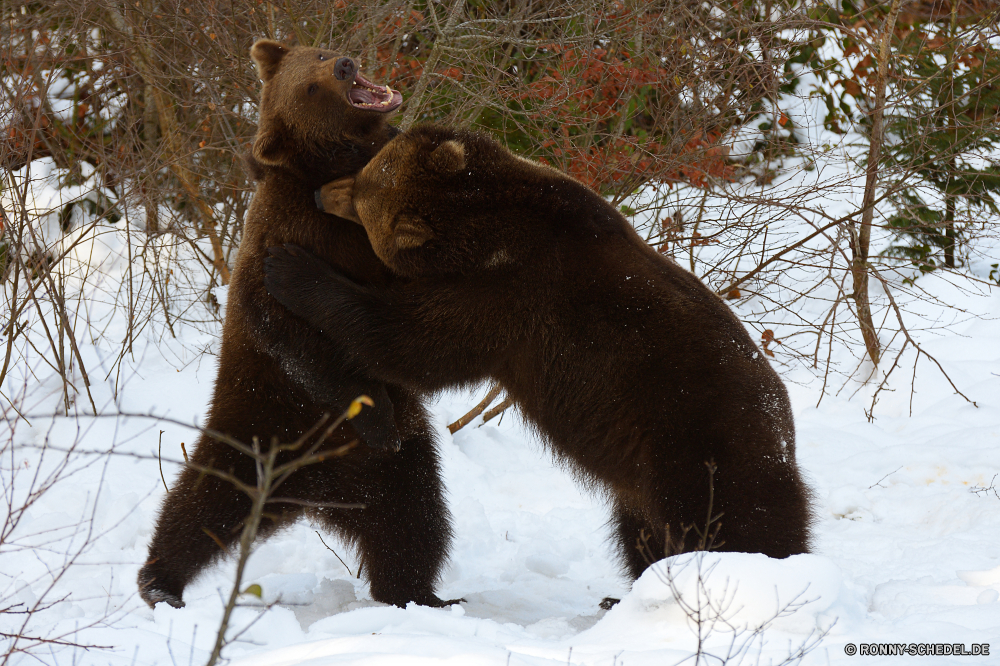 Nationalpark Bayerischer Wald Brauner Bär Bär Säugetier Hund Braun Wild Schnee Wildtiere Winter Tiere Pelz Haustier kalt im freien Katze Park Baum schwarz Wald Augen niedlich Zoo Apportierhund Primas Affe sportliche Hund Gras PUMA Affe Bauernhof Orang-Utan Gesicht auf der Suche Wildkatze außerhalb natürliche Jagdhund Feld im freien Schließen Hundeartige Berg Bäume Haustiere Nase Katzenartige spielen Landschaft Raubtier stehende Klettern Saison Porträt Tierwelt pelzigen Kopf lustig inländische Haare Männchen brown bear bear mammal dog brown wild snow wildlife winter animals fur pet cold outdoors cat park tree black forest eyes cute zoo retriever primate monkey sporting dog grass cougar ape farm orangutan face looking wildcat outside natural hunting dog field outdoor close canine mountain trees pets nose feline playing landscape predator standing climbing season portrait fauna furry head funny domestic hair male