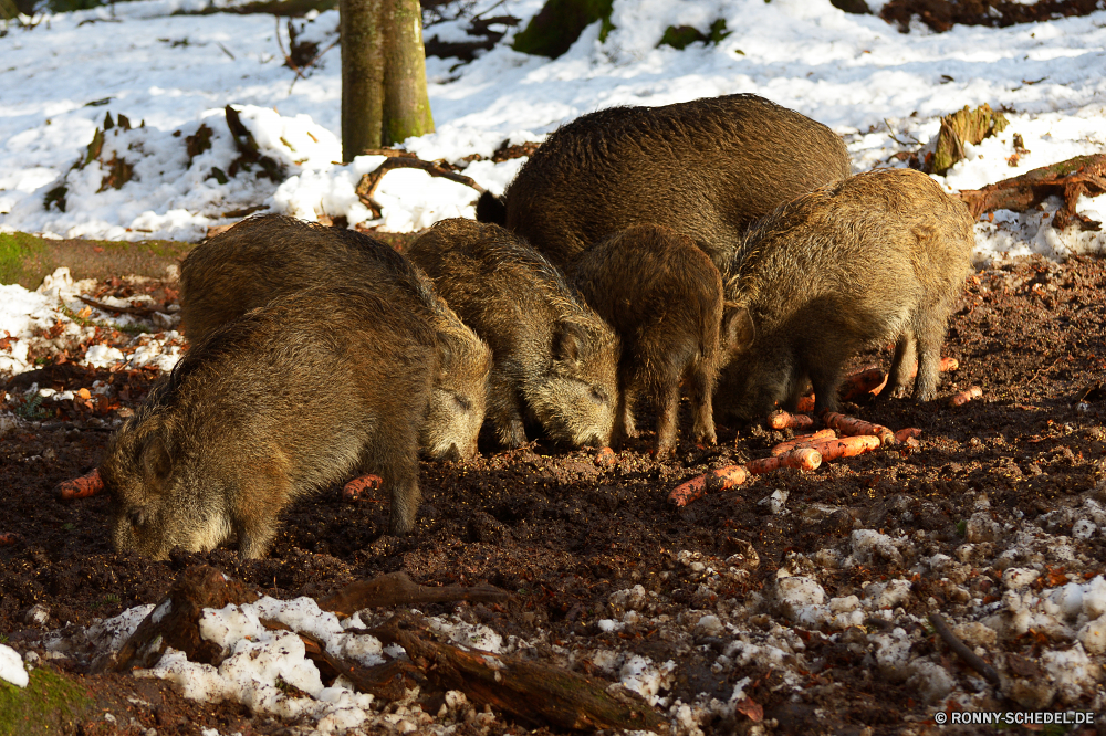 Nationalpark Bayerischer Wald Schweinepest Wildschwein Huftier Schwein Säugetier Wildtiere Wildschwein Wild Pelz even-toed ungulate Tiere Bauernhof niedlich Braun peccary Gras Park Zoo Schwein pelzigen Wald Plazenta Entwicklung des ländlichen Landbau Schnauze Essen Feld Nase Beuteltier Schließen Hirsch Schweinefleisch im freien Känguruh Haare Haustier Kopf Auge Native Landwirtschaft Schweinchen ruhelosigkeit Augen Frühling inländische Berg auf der Suche behaarte Säugetiere Ohren Ohr Schwanz Baum Süden Wiese Ferkel Schaf Wallaby Vieh Fleischfresser neugierig Reisen Tierwelt im freien gefährliche Umgebung natürliche Gruppe nationalen Schnee swine wild boar ungulate hog mammal wildlife boar wild fur even-toed ungulate animals farm cute brown peccary grass park zoo pig furry forest placental rural farming snout eating field nose marsupial close deer pork outdoors kangaroo hair pet head eye native agriculture piggy resting eyes spring domestic mountain looking hairy mammals ears ear tail tree south meadow piglet sheep wallaby livestock carnivore curious travel fauna outdoor dangerous environment natural group national snow