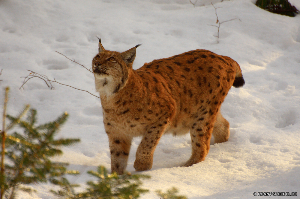 Nationalpark Bayerischer Wald Luchs Wildkatze Katze Katzenartige Wildtiere Raubtier Fleischfresser Wild Safari Pelz Schnurrhaare Gepard Jäger Flecken Augen Tiere Säugetier reservieren getupft Spiel Süden Zoo gefährliche Leopard Gras Katzen gefährdet Ohren Gefahr Porträt Babyschuhe stielaugen Kätzchen Auge niedlich Haustier Sands Suchen Mund Pfoten barthaare Jagd fünf Park Gesicht schnell Rotluchs Nase auf der Suche Wildnis natürliche inländische Giraffe Löwe Punkt Säugetiere Braun Haare Geschwindigkeit Schließen Panther Bestie Blick Jagd starrte Blut pelzigen majestätisch vor Ort Zähne im freien Kadaver Jungtier Zunge Dschungel neugierig Mantel zwei Kopf gestreift im freien exotische nationalen lynx wildcat cat feline wildlife predator carnivore wild safari fur whiskers cheetah hunter spots eyes animals mammal reserve spotted game south zoo dangerous leopard grass cats endangered ears danger portrait kitty stare kitten eye cute pet sands look mouth paws whisker hunt five park face fast bobcat nose looking wilderness natural domestic giraffe lion dot mammals brown hair speed close panther beast gaze hunting staring blood furry majestic spot teeth outdoor carcass cub tongue jungle curious coat two head striped outdoors exotic national