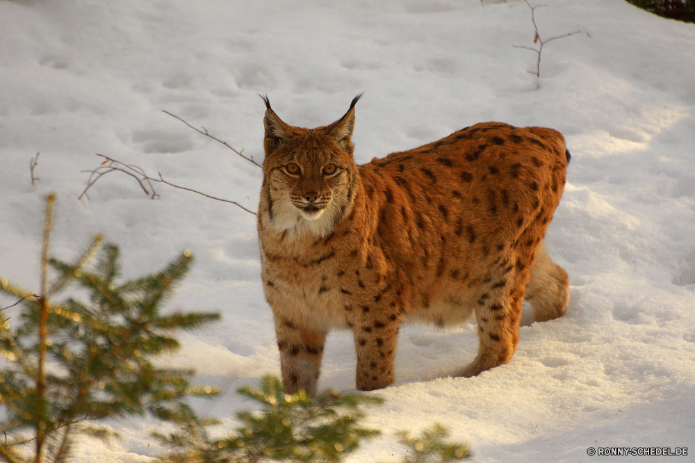 Nationalpark Bayerischer Wald Luchs Wildkatze Katze Katzenartige Wildtiere Raubtier Fleischfresser Pelz Wild Augen Löwe Safari Schnurrhaare Jäger Säugetier Babyschuhe Kätzchen niedlich Gesicht Porträt Tiere Zoo inländische Haare Haustier gefährliche stielaugen Auge Ohren pelzigen Schließen Süden auf der Suche barthaare Katzen Wildnis gefährdet Löwin Gras Mund Nase Pfoten Gefahr Kopf Suchen Männchen natürliche Löwen Spiel im freien sitzen Rotluchs Bestie neugierig fünf getupft Savanne Jagd Haustiere Braun Studio im freien Jungtier starrte König leistungsstarke Ohr flauschige gelb ruhelosigkeit Erhaltung Park Lebensraum Mähne reservieren Zähne gestreift closeup Umgebung lynx wildcat cat feline wildlife predator carnivore fur wild eyes lion safari whiskers hunter mammal kitty kitten cute face portrait animals zoo domestic hair pet dangerous stare eye ears furry close south looking whisker cats wilderness endangered lioness grass mouth nose paws danger head look male natural lions game outdoor sitting bobcat beast curious five spotted savanna hunt pets brown studio outdoors cub staring king powerful ear fluffy yellow resting conservation park habitat mane reserve teeth striped closeup environment