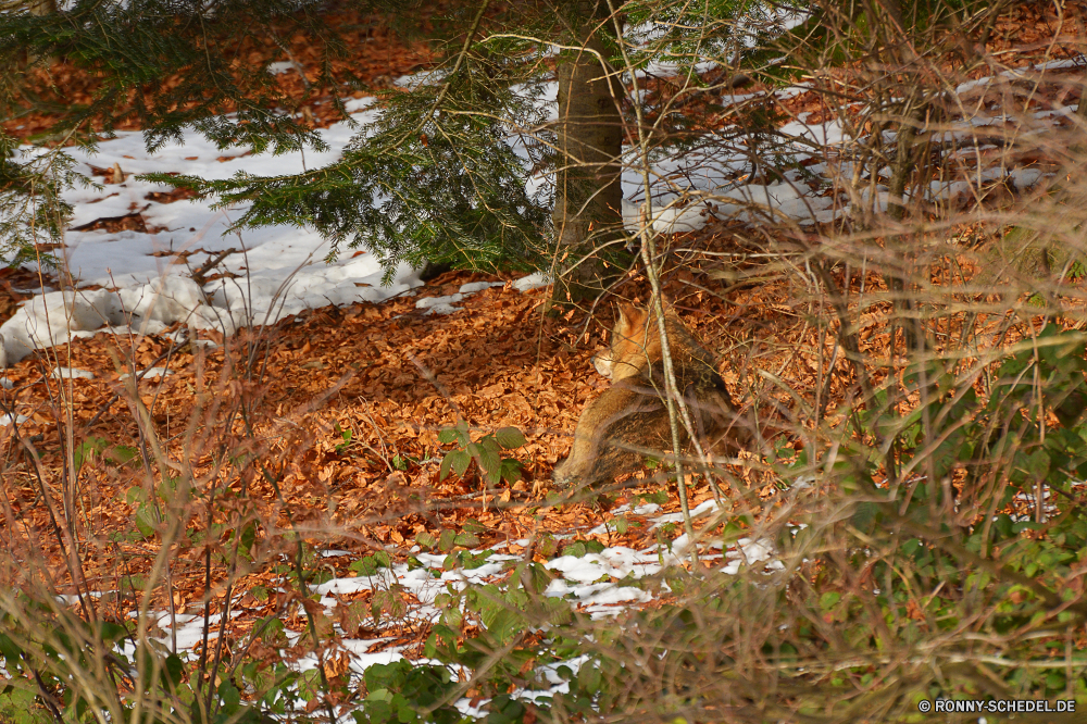 Nationalpark Bayerischer Wald Baum woody plant Wald vascular plant Bäume Pflanze Landschaft Park im freien Gras Belaubung Saison Landschaft Umgebung Hölzer Entwicklung des ländlichen Blätter im freien Blatt Pfad Holz Wildnis Herbst natürliche Garten ruhige üppige Szenerie Sommer Szene Reisen Land Sonne friedliche fallen Dschungel Frühling Flora Wasser Tropischer Bewuchs Busch landschaftlich Tag Branch Rechen Himmel Sonnenlicht Land Stein Bäumchen nationalen Fluss Wanderweg sonnig gelb Birke Berg Werkzeug Bauernhof Licht Wachstum Wild Kofferraum außerhalb Blume Fuß Regen Feld Kiefer Braun See Neu Straße Farben tree woody plant forest vascular plant trees plant landscape park outdoors grass foliage season countryside environment woods rural leaves outdoor leaf path wood wilderness autumn natural garden tranquil lush scenery summer scene travel country sun peaceful fall jungle spring flora water tropical vegetation bush scenic day branch rake sky sunlight land stone sapling national river trail sunny yellow birch mountain tool farm light growth wild trunk outside flower walking rain field pine brown lake new road colors