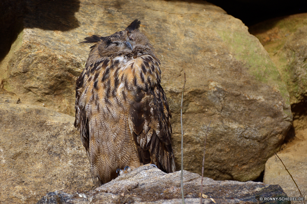 Nationalpark Bayerischer Wald Raubtier Vogel Geier Wildtiere Wild Fels Wasser im freien Tier Landschaft Schnabel Fluss Jäger Stein Adler Talos IV – Tabu Federn Baum Reisen natürliche Meer Falke Falke Park im freien Felsen Säugetier felsigen Auge Berg Kragenhuhn Tourismus Stream Wald Wildnis Beute nationalen Jagd Küste Ozean fliegen Pelz Klippe majestätisch Feder Steine Leopard Auerhahn Zoo Sommer Safari Flügel Himmel seelandschaft Bucht Tiere Berge Kopf macht Baumstumpf Strand Vögel Flügel Erhaltung Tropischer Küste Süden See Freiheit Gefahr Braun Schließen Gras Spiel Vogel Vogelgrippe Tag Fleischfresser schwarz Welle horizontale Spiel Umgebung Szenerie nass Porträt predator bird vulture wildlife wild rock water outdoors animal landscape beak river hunter stone eagle menagerie feathers tree travel natural sea hawk falcon park outdoor rocks mammal rocky eye mountain ruffed grouse tourism stream forest wilderness prey national hunting coast ocean fly fur cliff majestic feather stones leopard grouse zoo summer safari wing sky seascape bay animals mountains head power snag beach birds wings conservation tropical coastline south lake freedom danger brown close grass game bird avian day carnivore black wave horizontal game environment scenery wet portrait