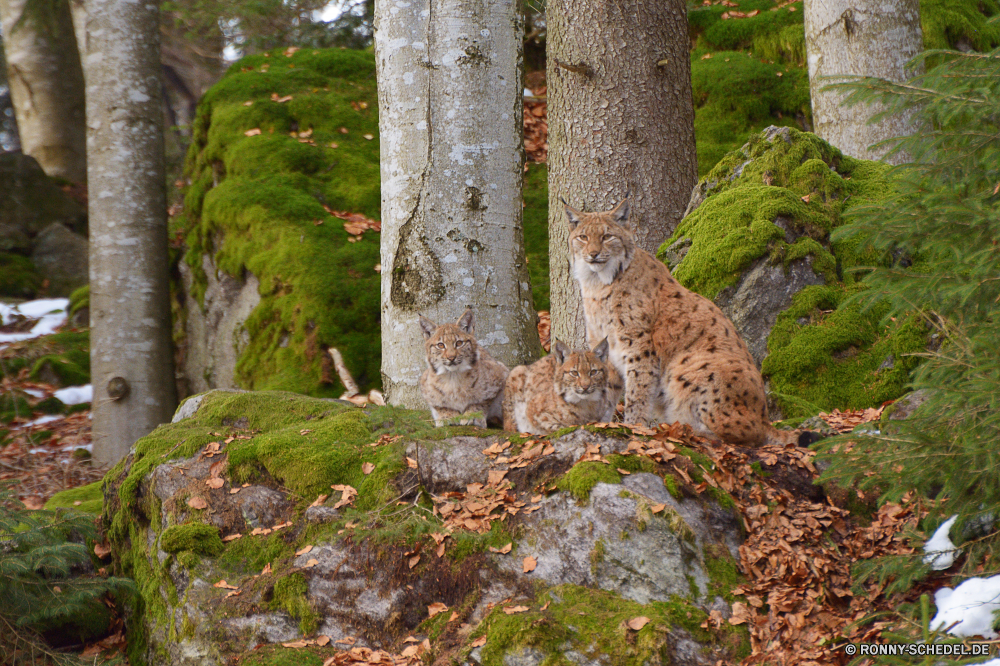 Nationalpark Bayerischer Wald Katzenartige Luchs Katze Wildkatze Wildtiere Großkatze Pelz Wild Leopard Raubtier Gepard Säugetier Baum Fleischfresser Park Wald Safari Wildnis Landschaft natürliche im freien Gras Schnurrhaare Fels Jäger Löwe Wasser im freien stielaugen Bäume Braun Gefahr Zoo Augen Tiere Stein Berg Nagetier Blätter Fluss reservieren Tierhaut gefährliche Erhaltung Stream Felsen Süden nationalen Umgebung Mund Spiel friedliche Reisen Bestie gefährdet Frühling niedlich Hölzer Holz Berge Entwicklung des ländlichen landschaftlich Pfoten Moos Flecken Porträt Sommer Ohr Rest Schließen fallen Szenerie nass Eichhörnchen feline lynx cat wildcat wildlife big cat fur wild leopard predator cheetah mammal tree carnivore park forest safari wilderness landscape natural outdoors grass whiskers rock hunter lion water outdoor stare trees brown danger zoo eyes animals stone mountain rodent leaves river reserve animal skin dangerous conservation stream rocks south national environment mouth game peaceful travel beast endangered spring cute woods wood mountains rural scenic paws moss spots portrait summer ear rest close fall scenery wet squirrel