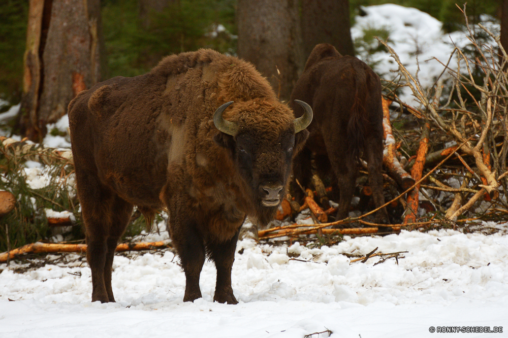 Nationalpark Bayerischer Wald Bison Wiederkäuer Stier Kuh Rinder Bauernhof Kalb Rindfleisch Weide Huftier Gras Rindern Feld Vieh Wiese Büffel Ranch Tiere Wildtiere Braun Molkerei Herde Entwicklung des ländlichen Milch Landwirtschaft Wild Weiden Horn Säugetier Hörner Beweidung Landschaft Fleisch Landbau Park Ochsen Kühe Säugetiere Junge Säugetier gefährliche Pelz schwarz im freien Männchen nationalen Land im freien stehende Landschaft Haare außerhalb inländische kauen aggressive Käse Junge Szenerie Grübeln Färse Herde Prärie Kap fünf Safari Dorf Pferd Gesicht Reisen Süden Kopf Stierkampf Pflanzenfresser Bestie landwirtschaftlichen neugierig Kampf Essen Schließen Land auf der Suche bison ruminant bull cow cattle farm calf beef pasture ungulate grass bovine field livestock meadow buffalo ranch animals wildlife brown dairy herd rural milk agriculture wild graze horn mammal horns grazing countryside meat farming park ox cows mammals young mammal dangerous fur black outdoor male national country outdoors standing landscape hair outside domestic chew aggressive cheese young scenery ruminate heifer flock prairie cape five safari village horse face travel south head bullfight herbivore beast agricultural curious fight eating close land looking