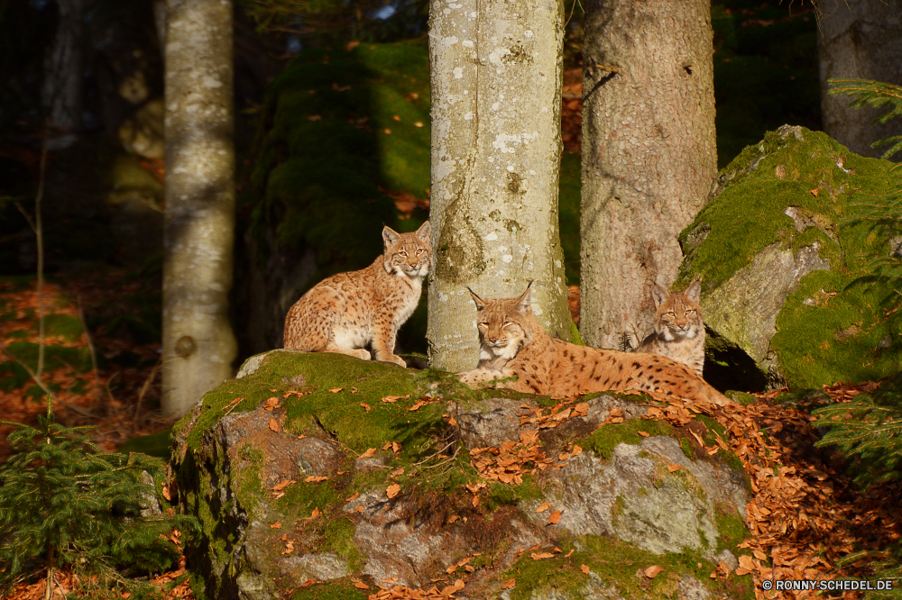 Nationalpark Bayerischer Wald Luchs Wildkatze Katze Katzenartige Wildtiere Wild Pelz Leopard Raubtier Säugetier Großkatze Fleischfresser Baum Wald Safari Eichhörnchen natürliche im freien Park im freien Nagetier Augen niedlich Fels Braun Schwanz Gepard Wildnis stielaugen pelzigen Gras Jäger Bäume Landschaft Schnurrhaare Tiere Gefahr Essen Spiel Wasser Fluss Süden außerhalb Essen Bestie Blätter Löwe Frühling Schließen Umgebung Feed Haare flauschige gelb gefährliche Stein friedliche grau Berg Pfoten gefährdet Jagd Flecken Gesicht Blatt reservieren sitzen Zoo Tierwelt Nase Stream liebenswert fallen Szenerie Schnee Auge Porträt Entwicklung des ländlichen Reisen lynx wildcat cat feline wildlife wild fur leopard predator mammal big cat carnivore tree forest safari squirrel natural outdoor park outdoors rodent eyes cute rock brown tail cheetah wilderness stare furry grass hunter trees landscape whiskers animals danger eat game water river south outside eating beast leaves lion spring close environment feed hair fluffy yellow dangerous stone peaceful gray mountain paws endangered hunting spots face leaf reserve sitting zoo fauna nose stream adorable fall scenery snow eye portrait rural travel